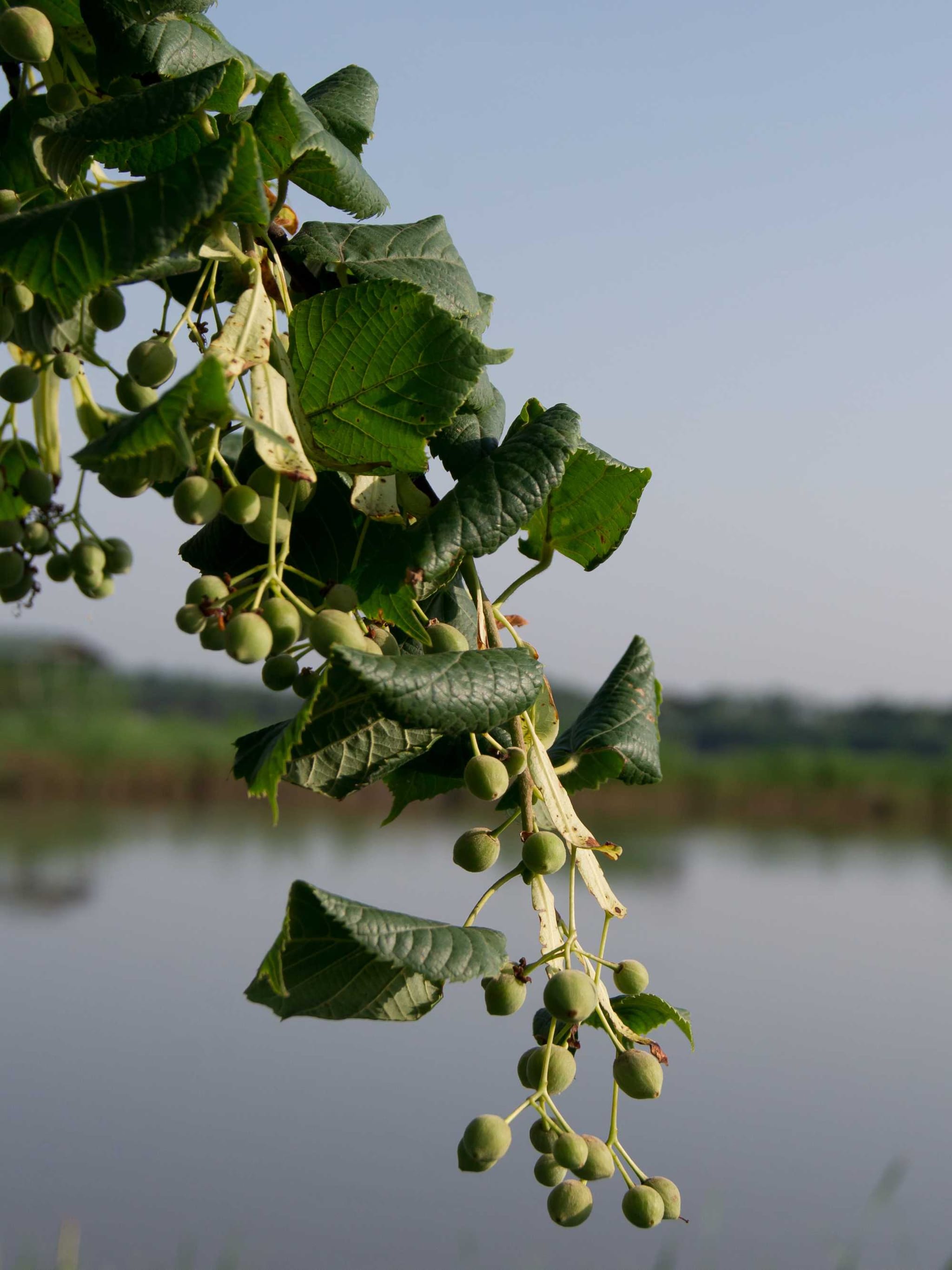 zilverlinde brabant