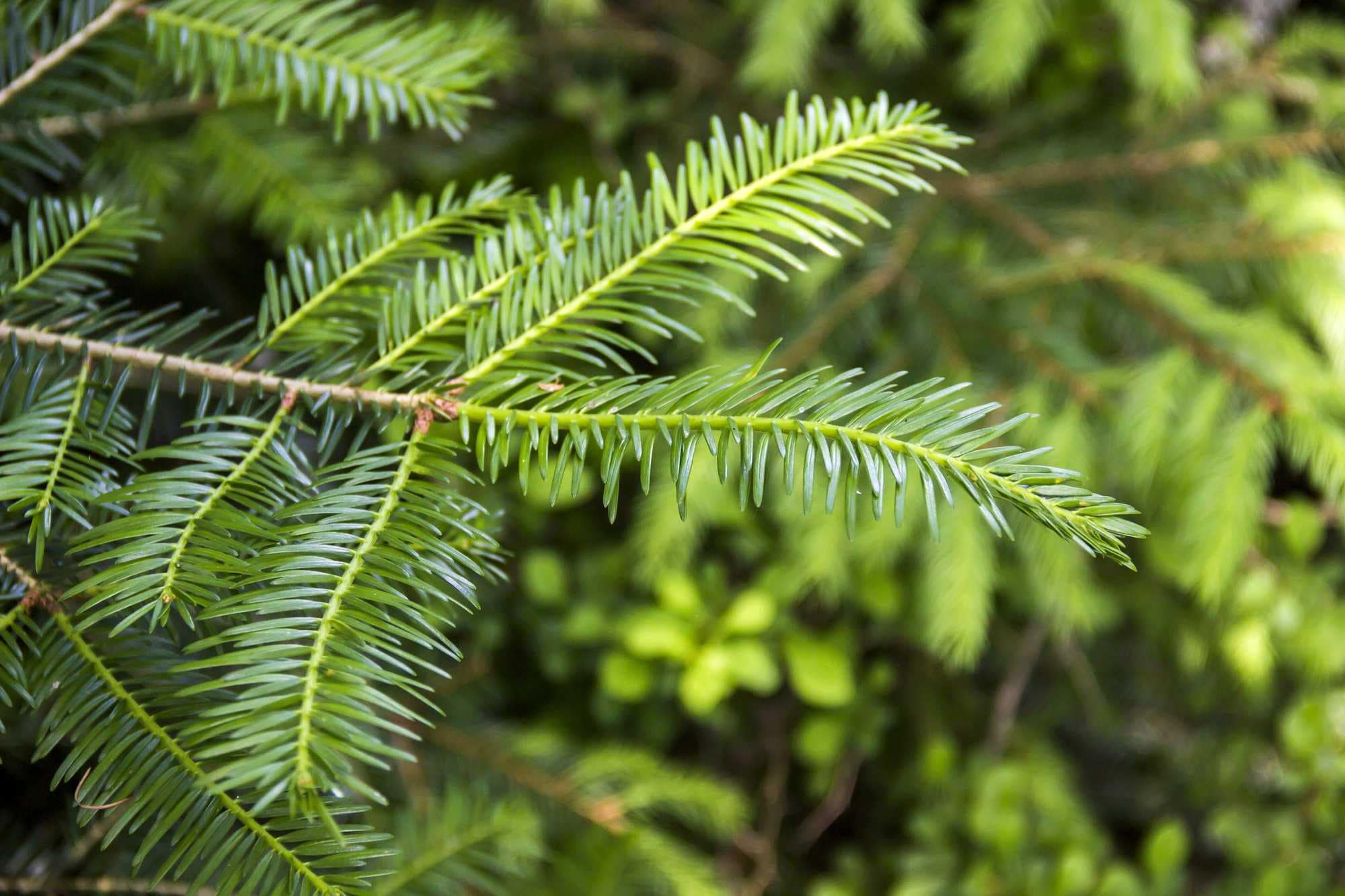 beeld vtwonen Shutterstock / Pitroviz