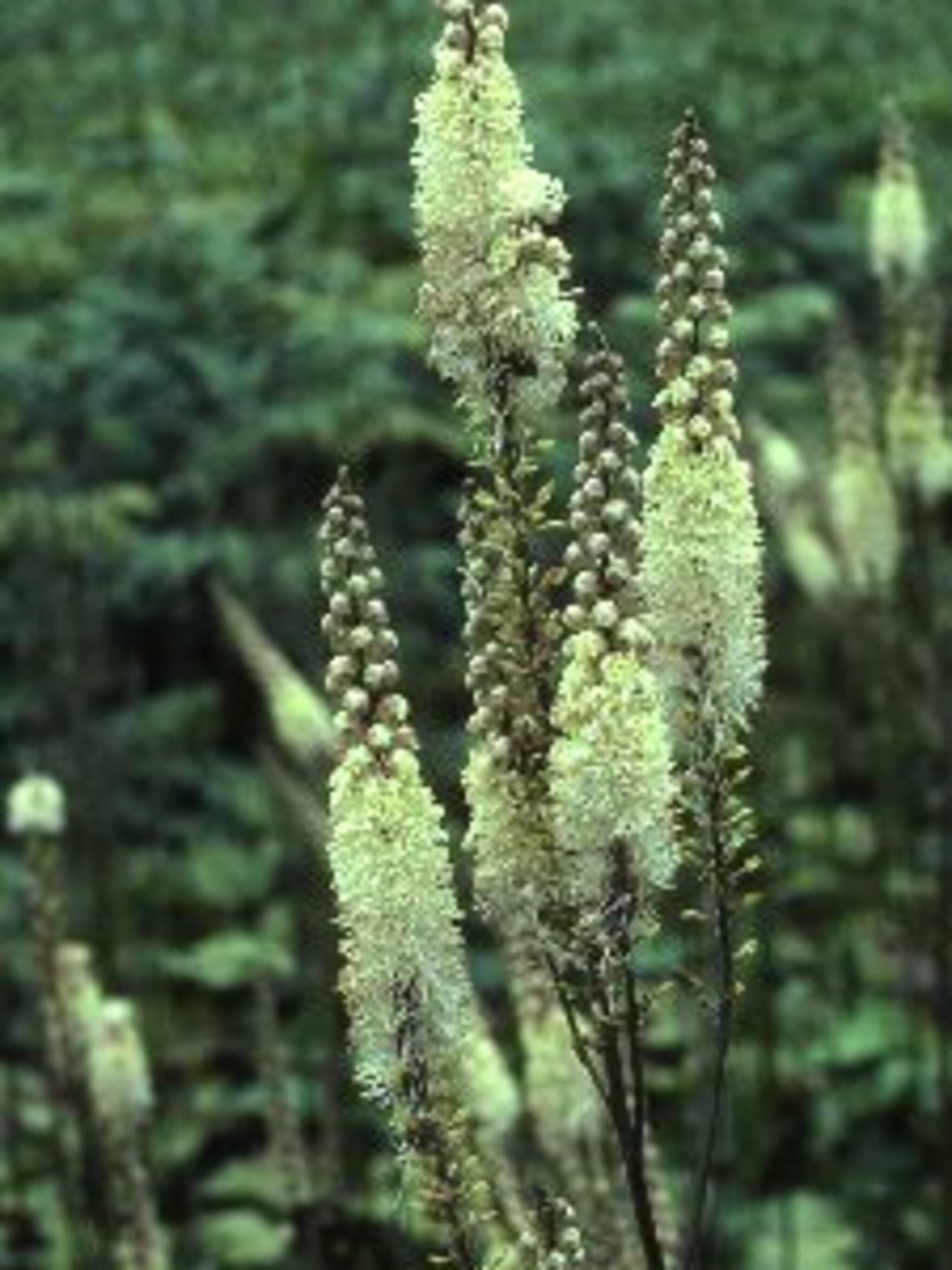 zilverkaars actaea simplex