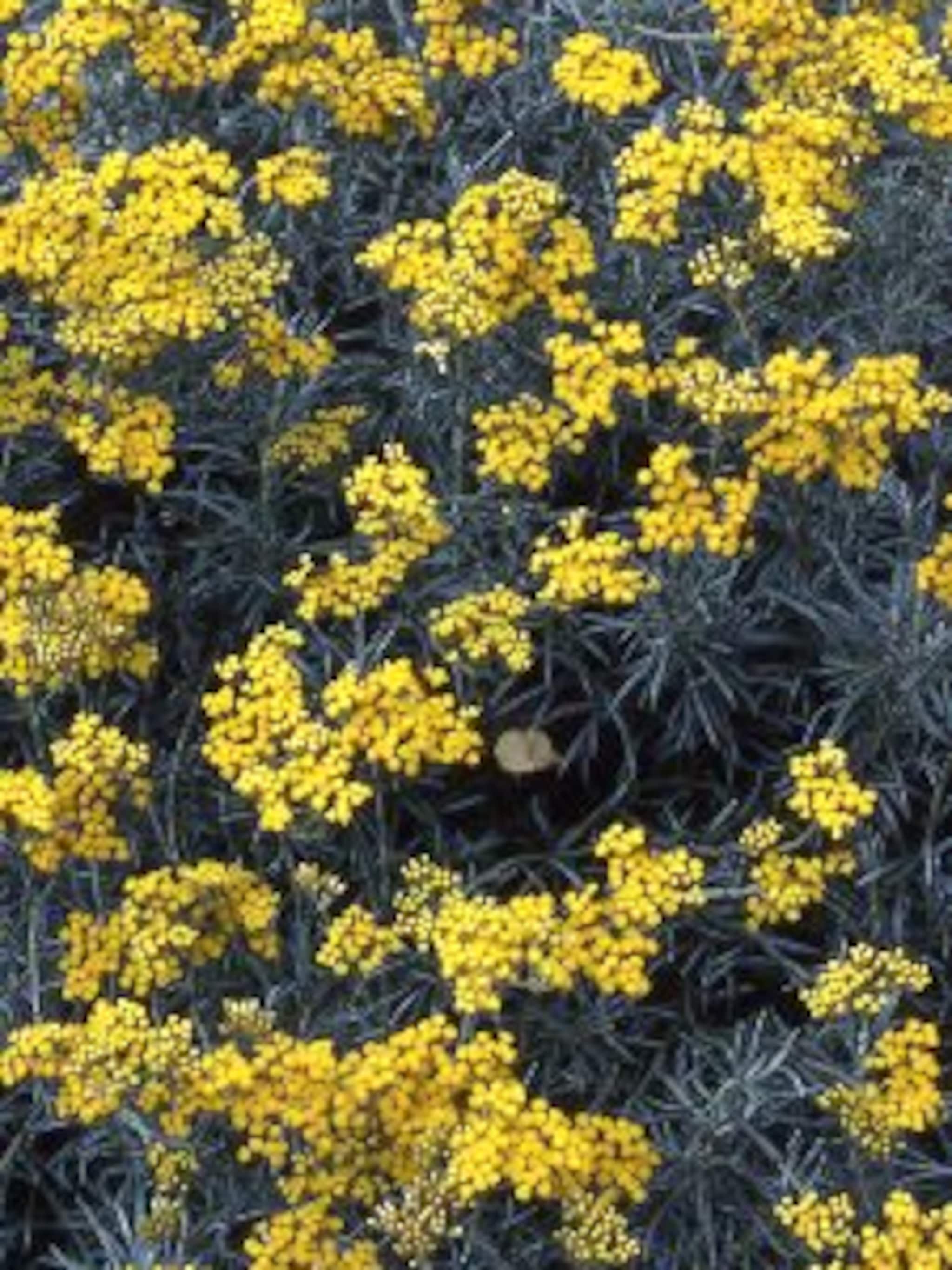 zonnebloem