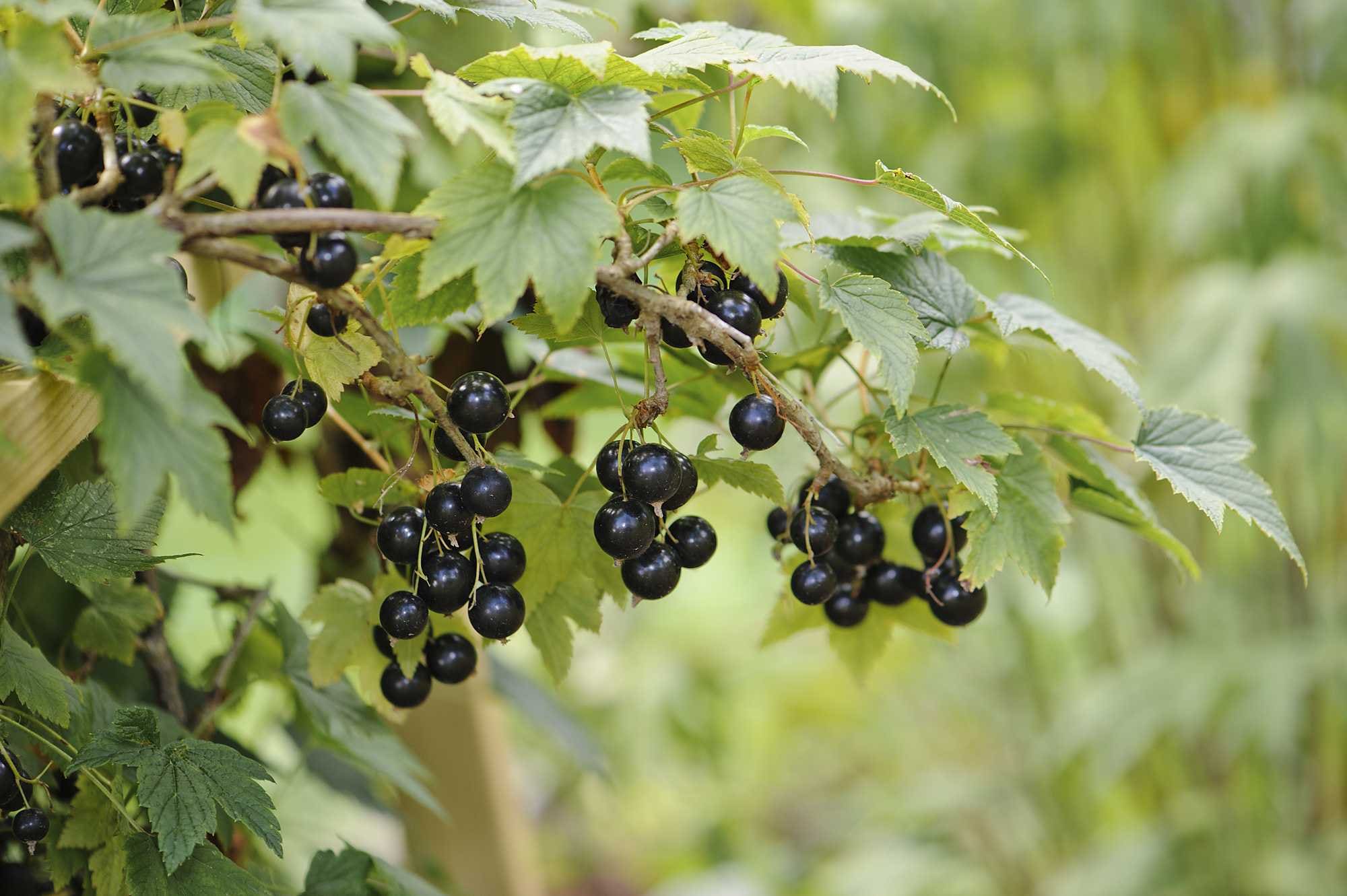 beeld vtwonen Shutterstock / Brendan Delany