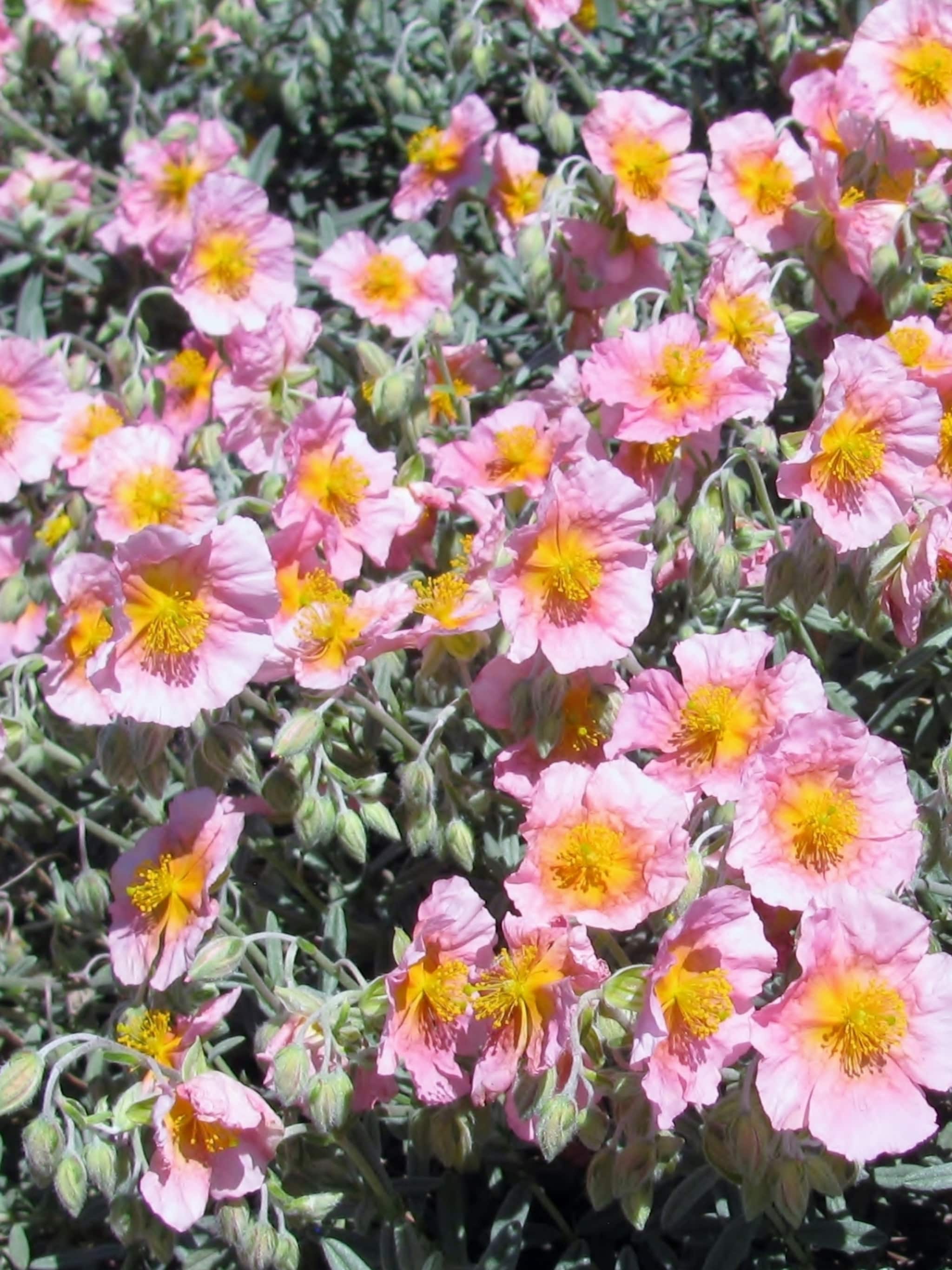 zonneroosje wisley pink