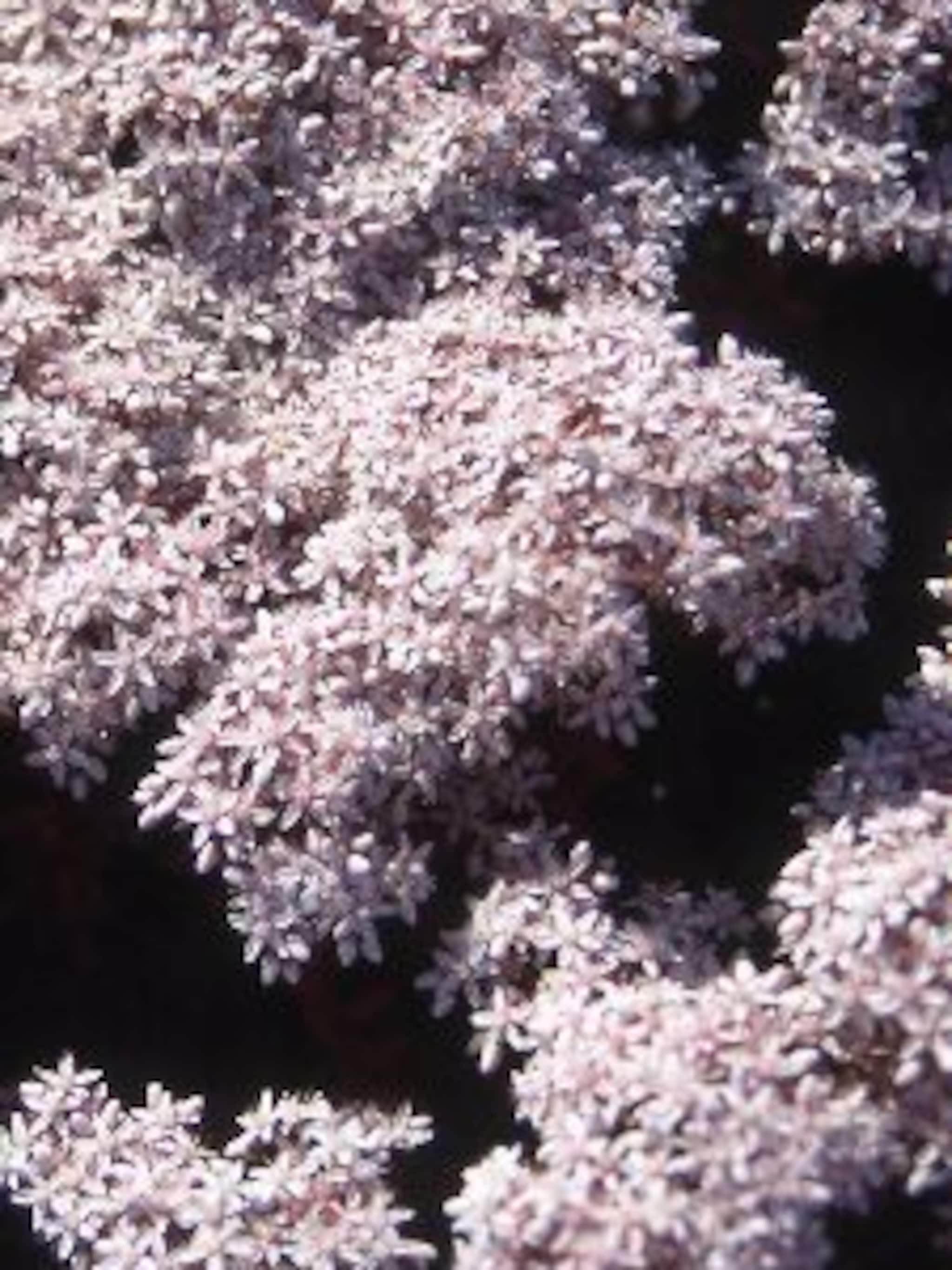 witte muurpeper