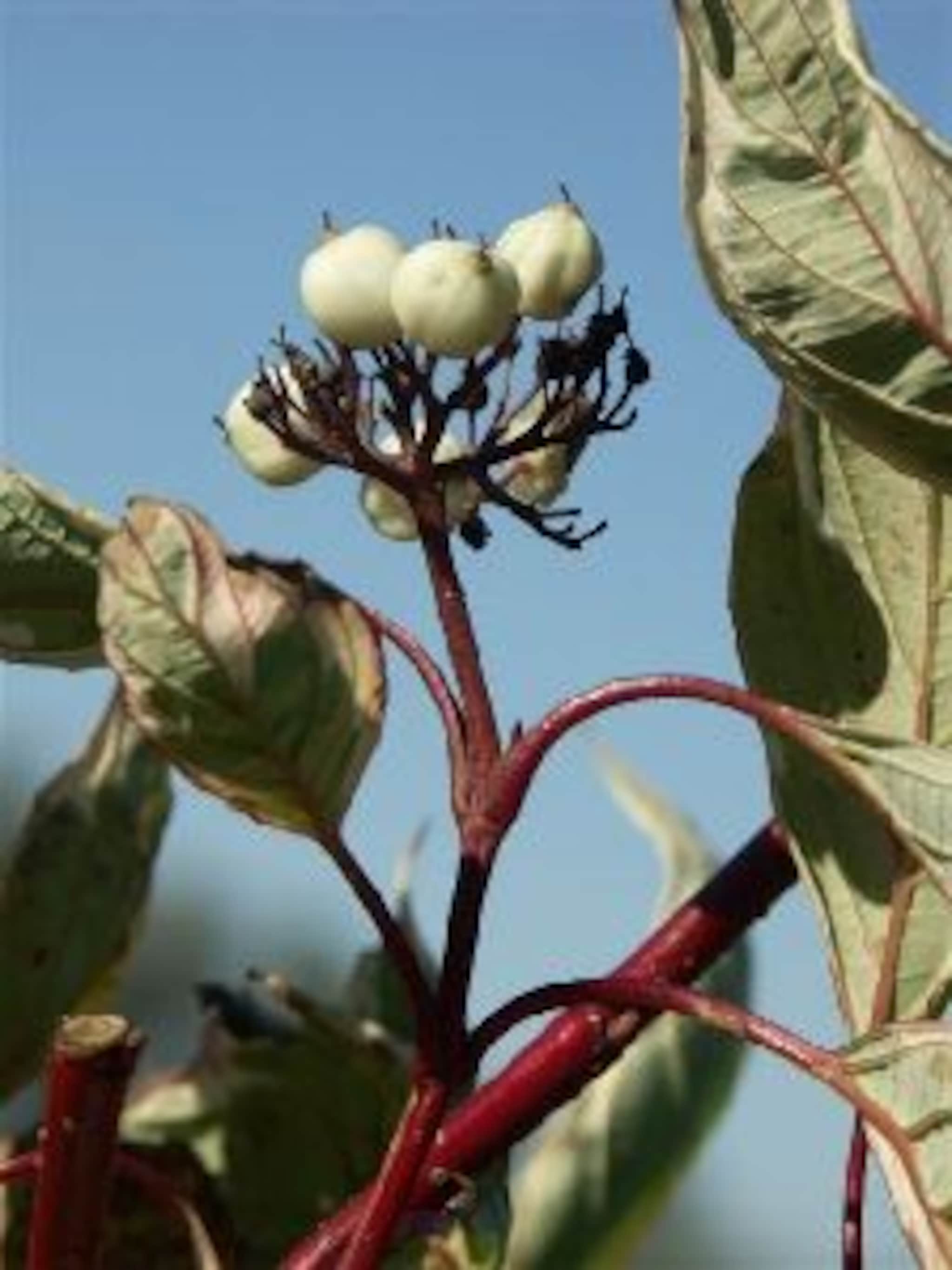 witte kornoelje cornus alba