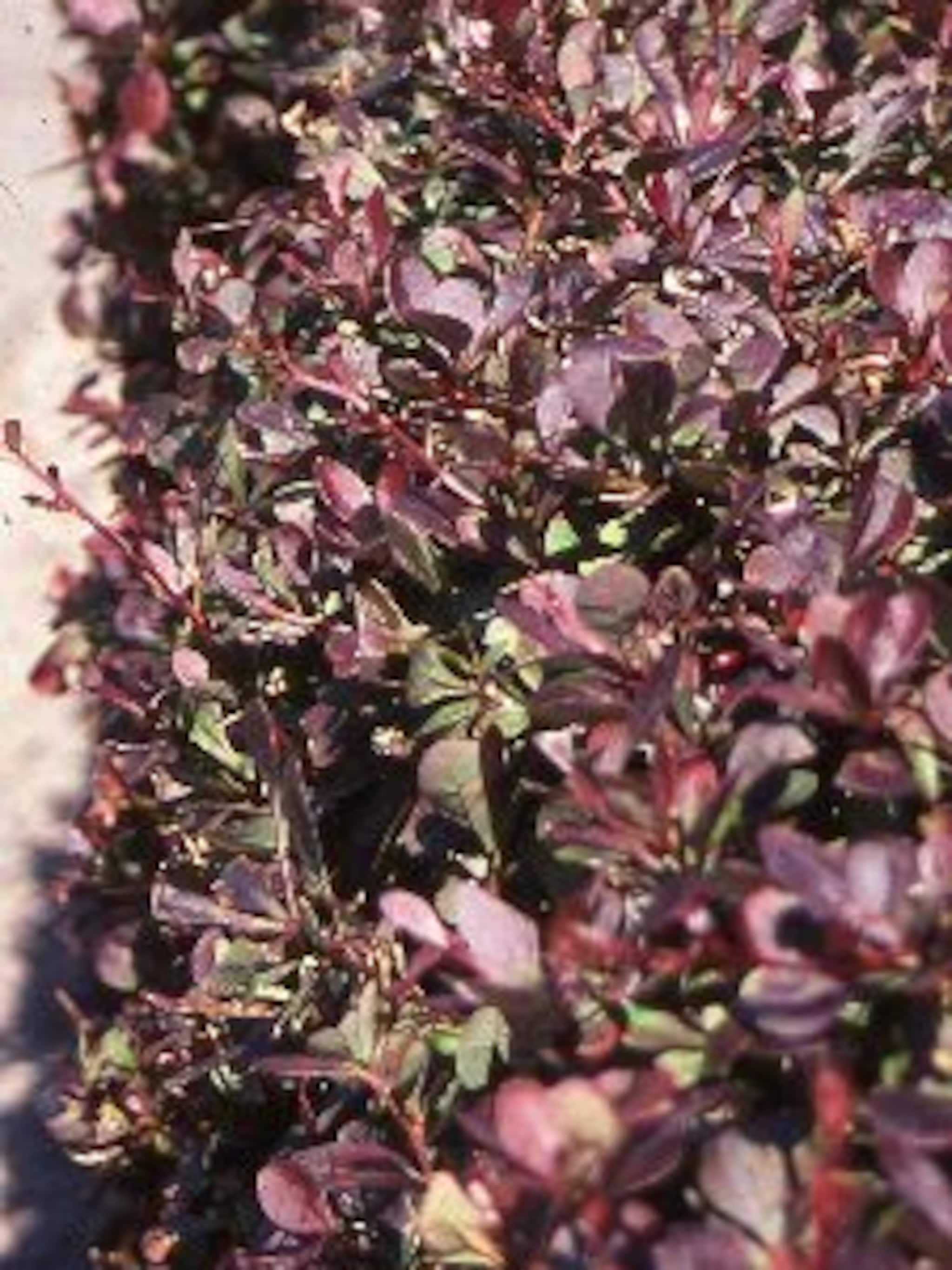 zuurbes atropurpurea nana