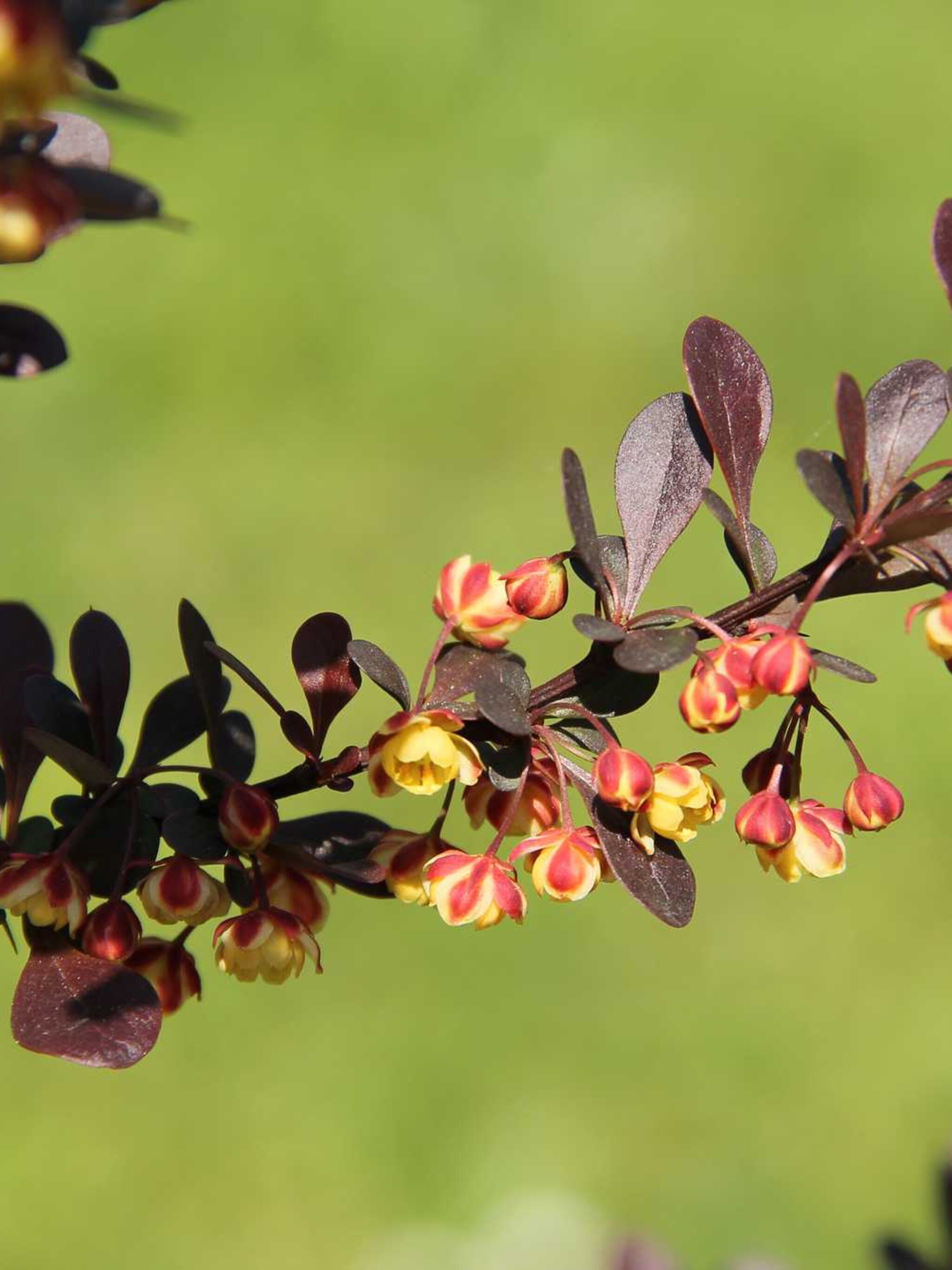 zuurbes rose glow