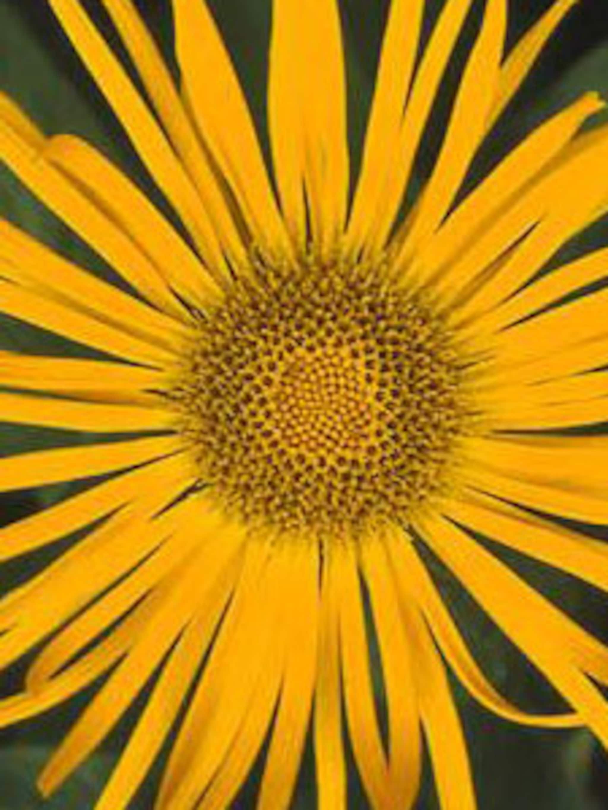 alant inula ensifolia