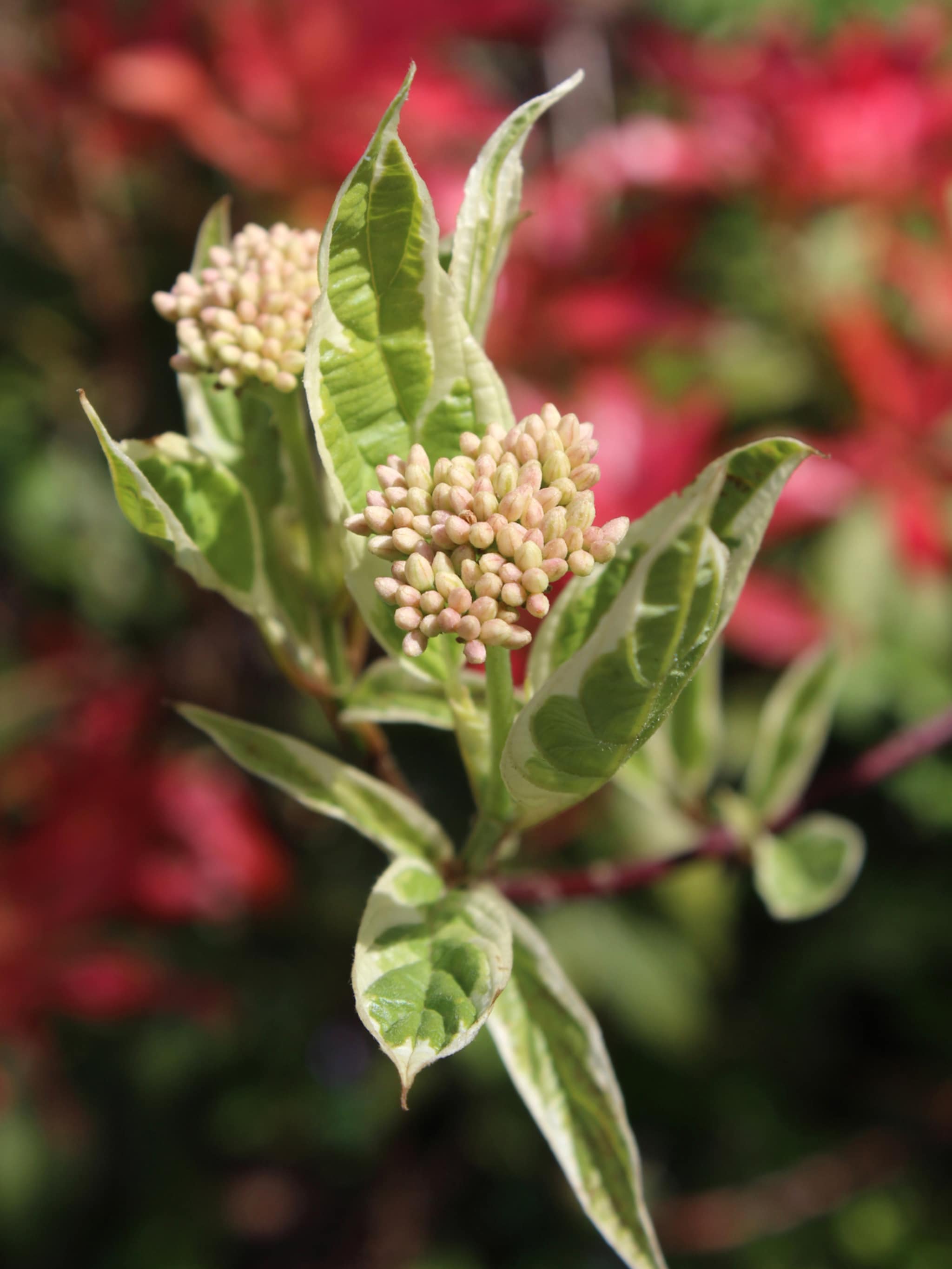 witte kornoelje sibirica