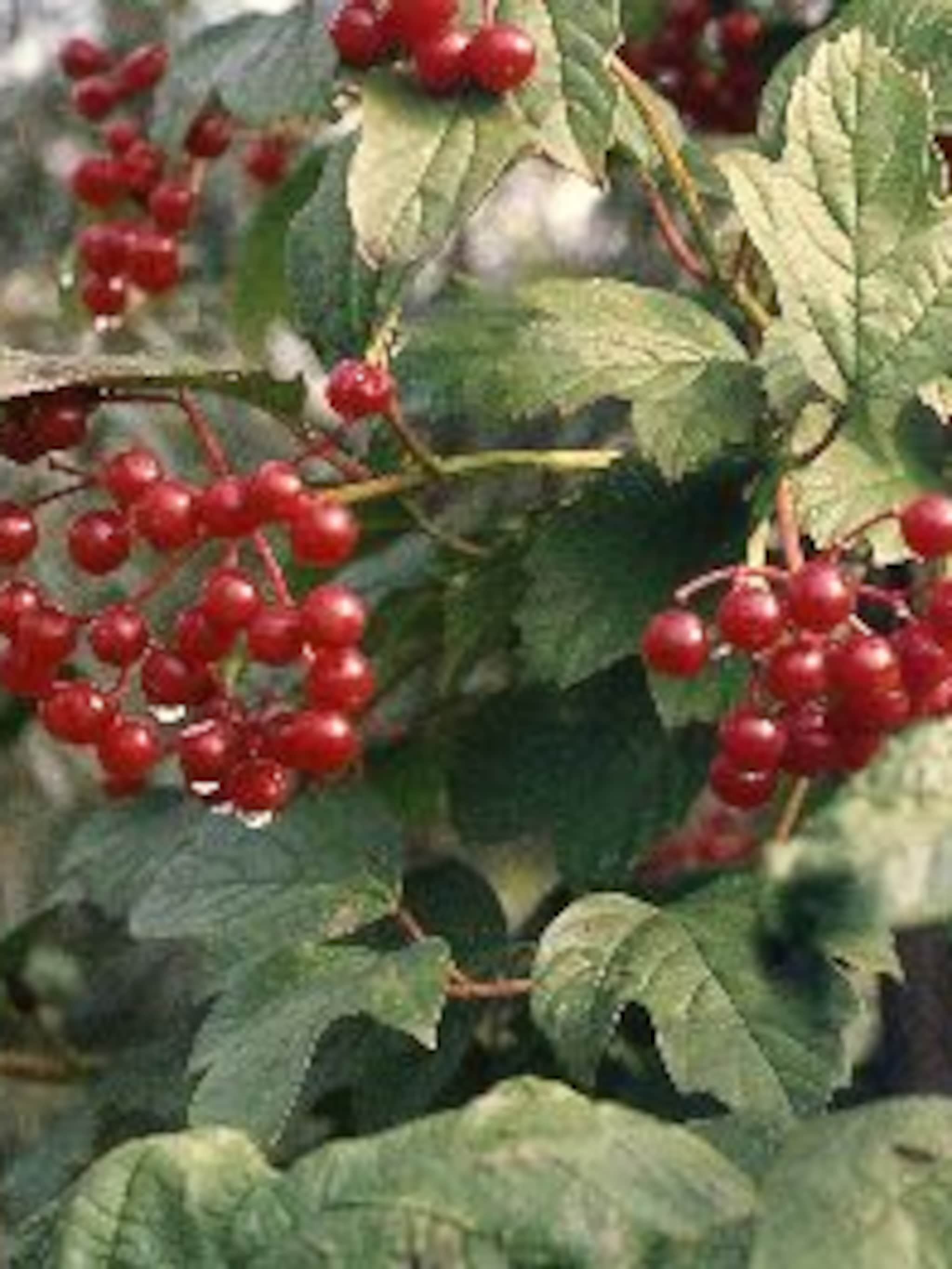 gelderse roos viburnum opulus