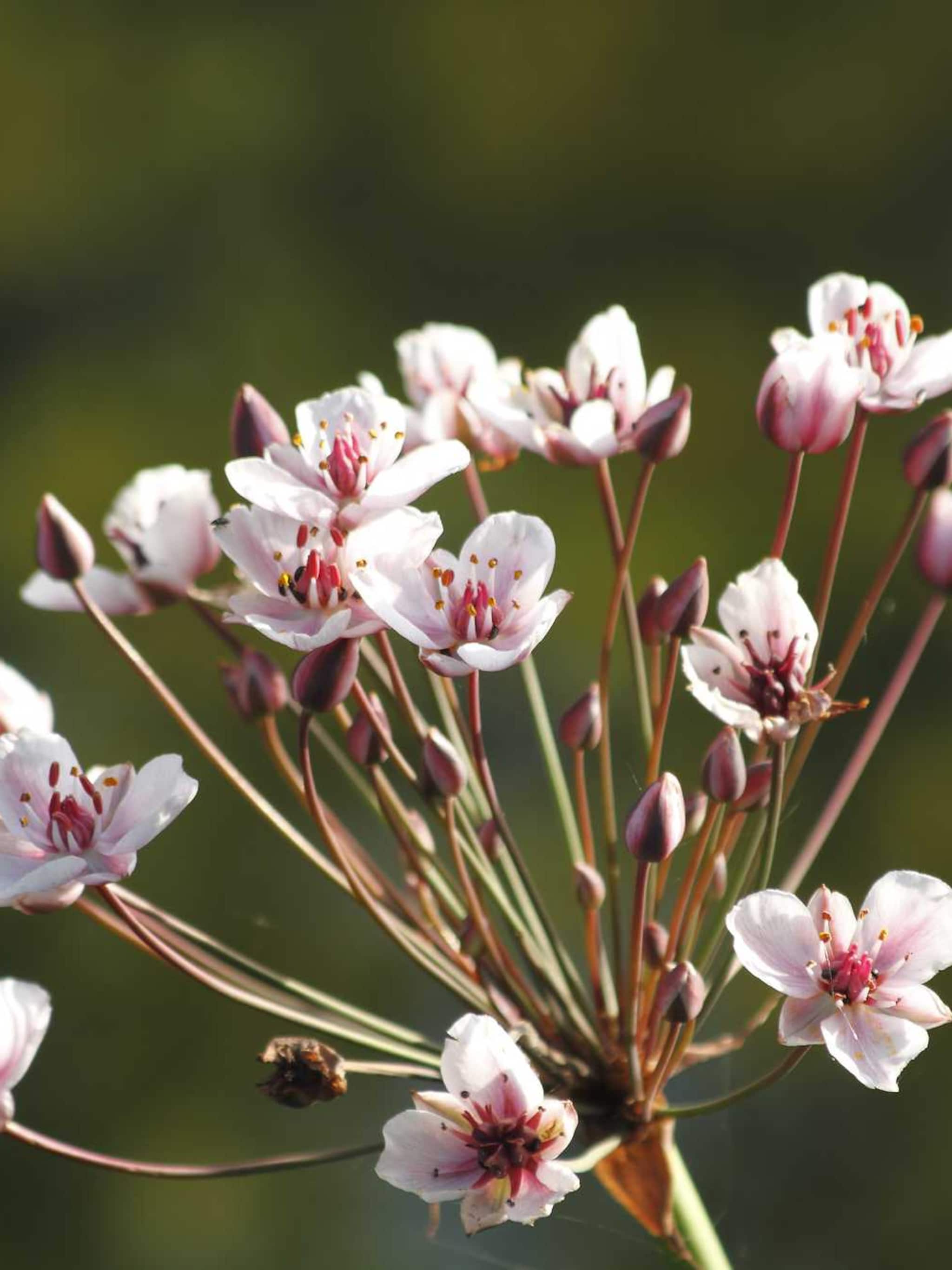zwanenbloem