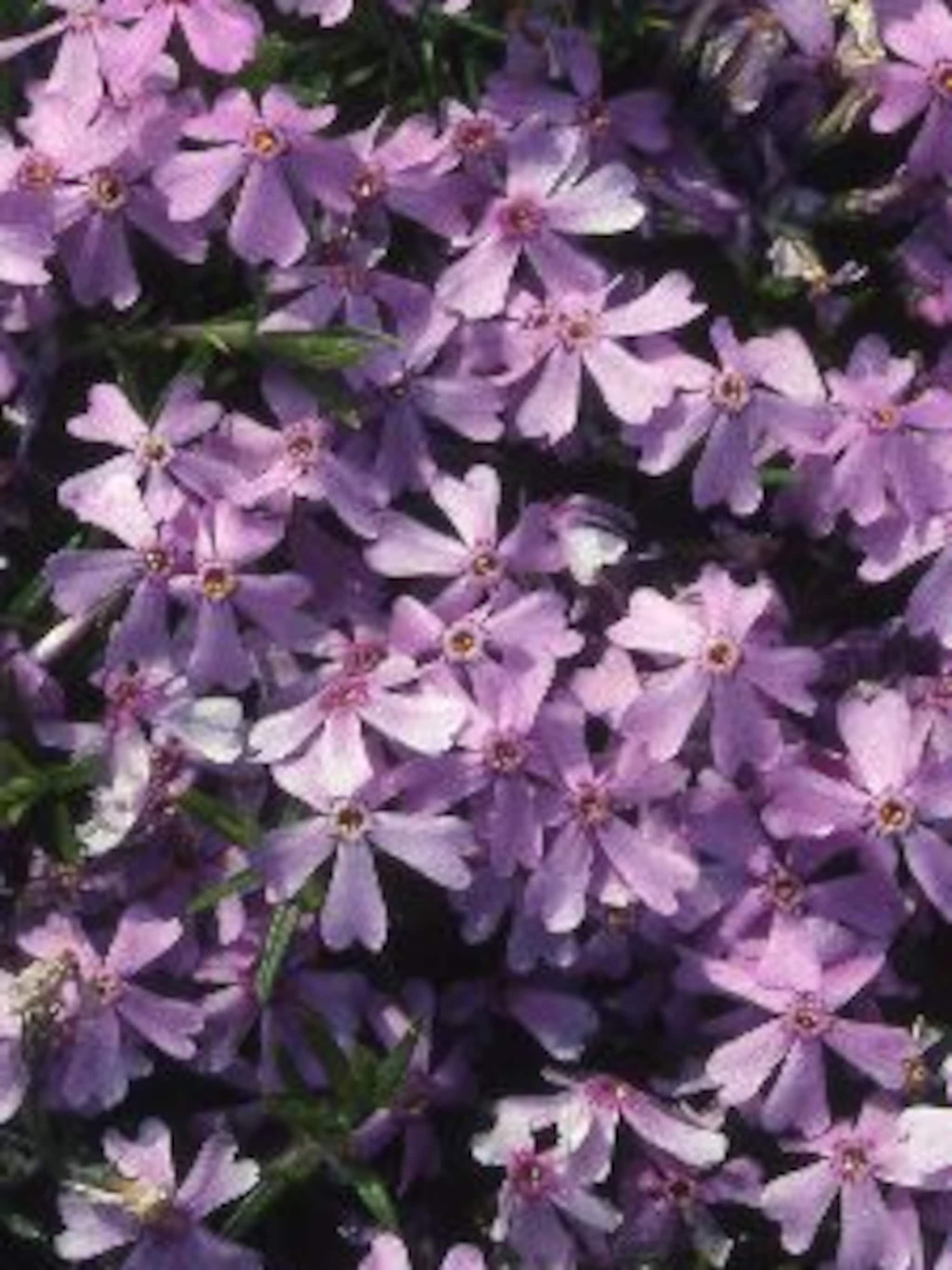 floks phlox subulata