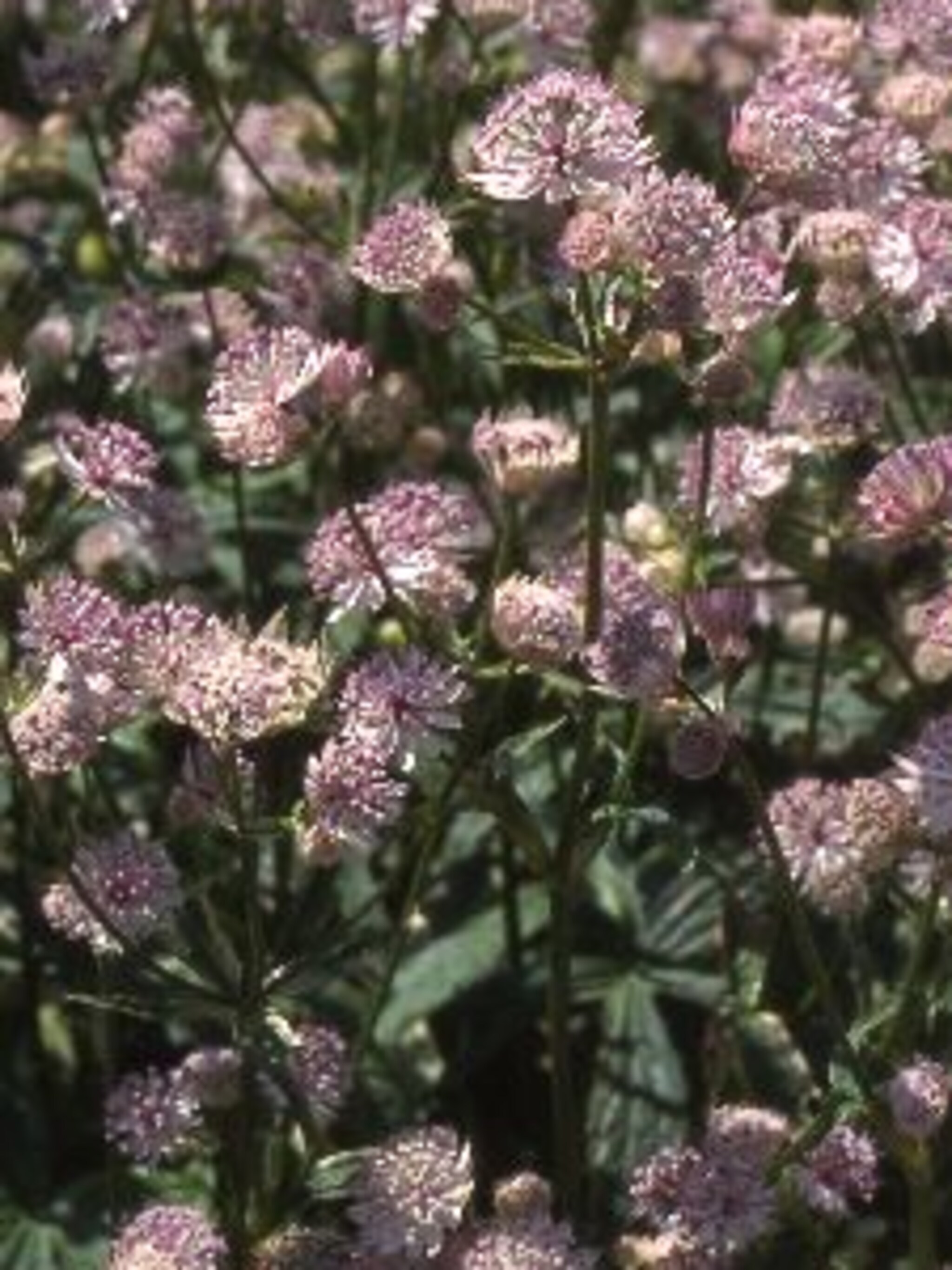 zeeuws knoopje sunningdale variegated