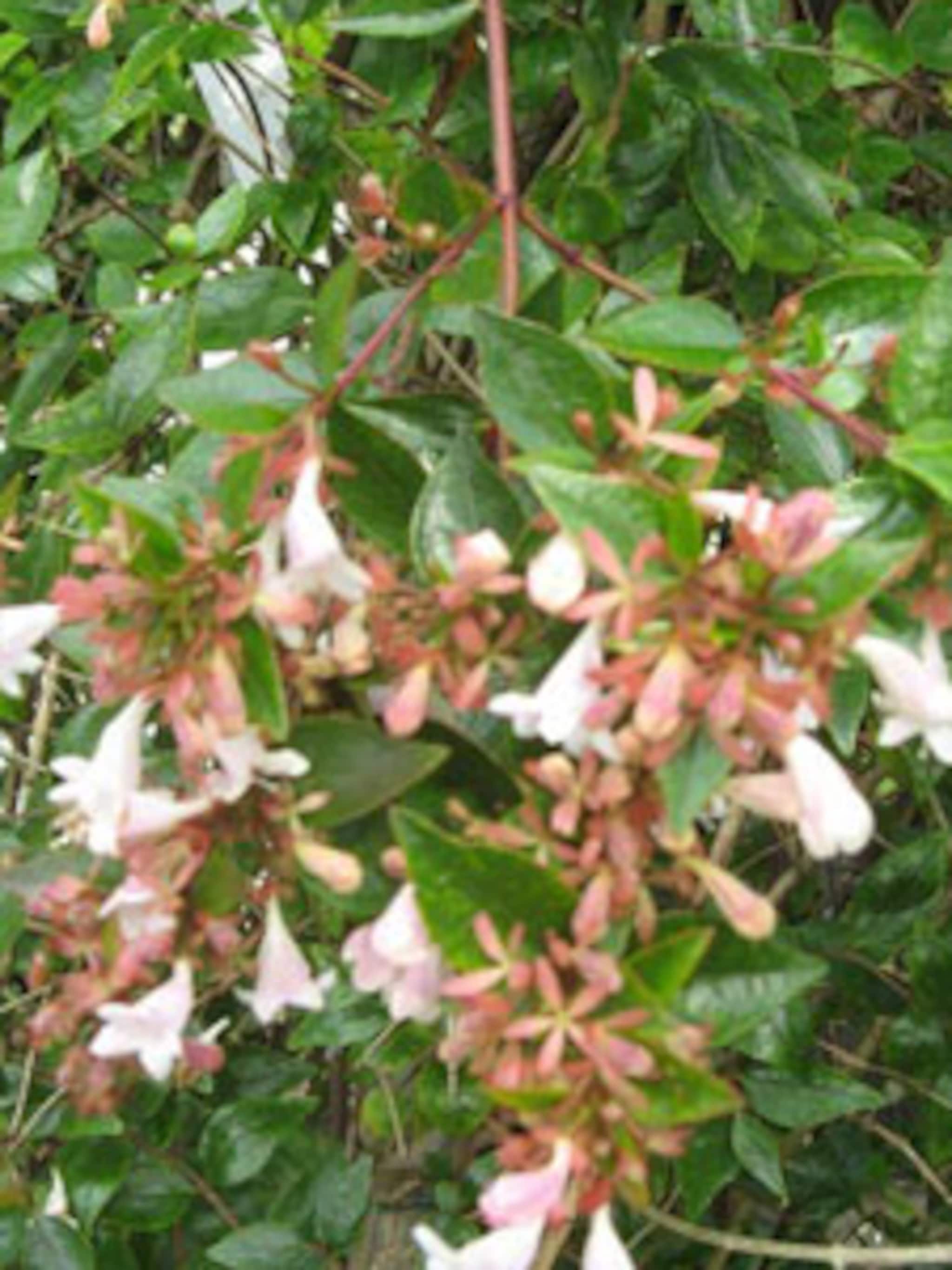 abelia