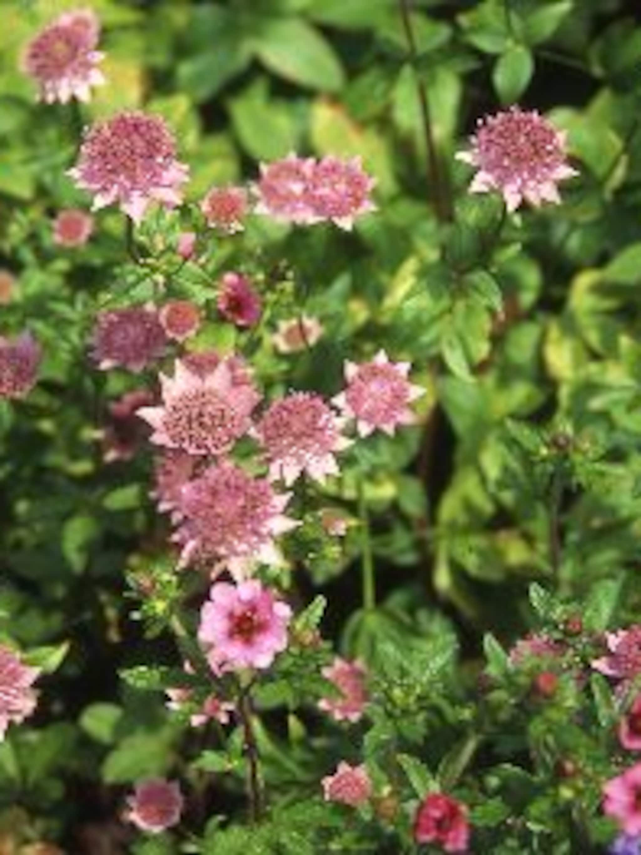 zeeuws knoopje astrantia maxima