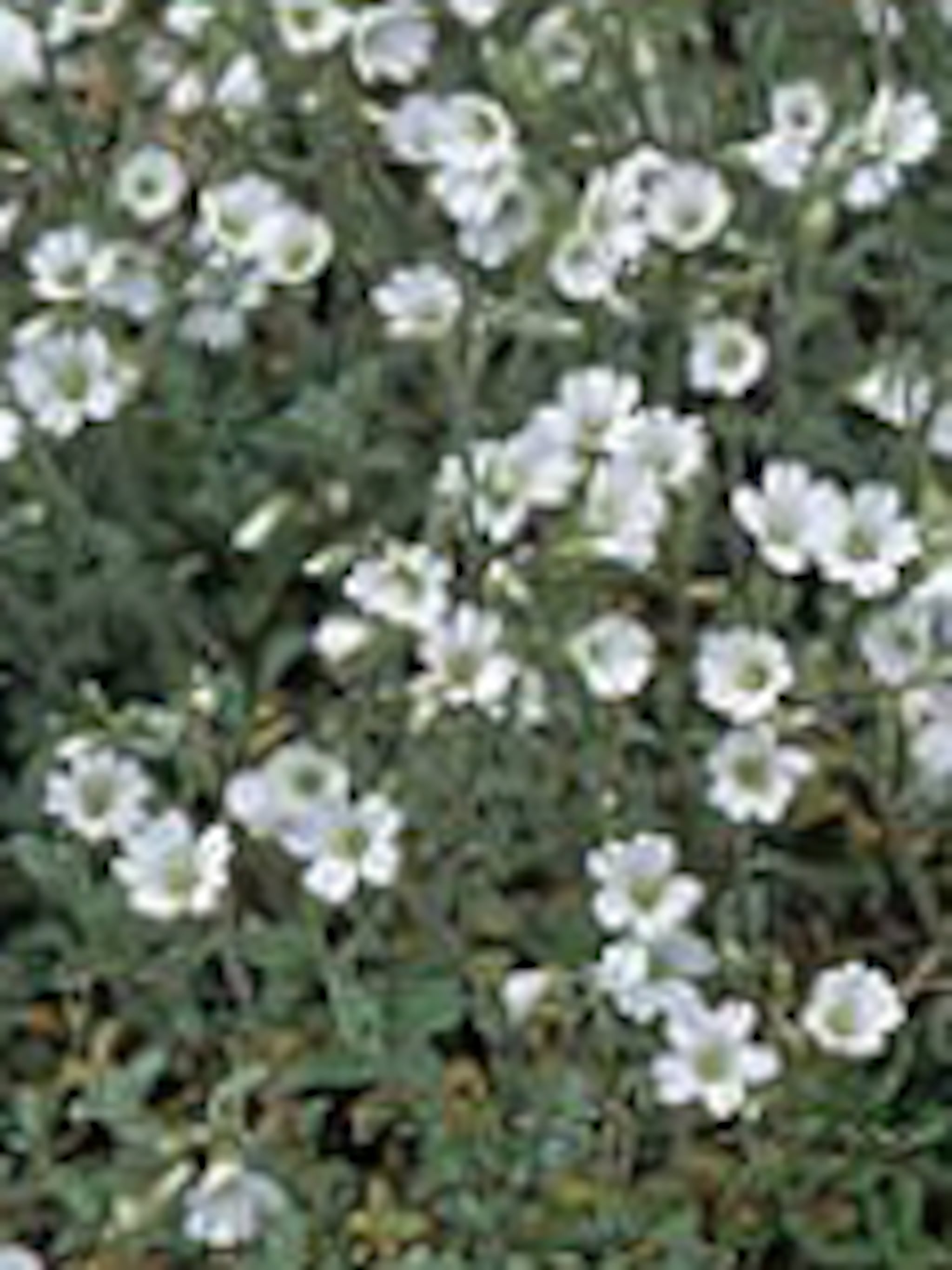 alpenhoornbloem