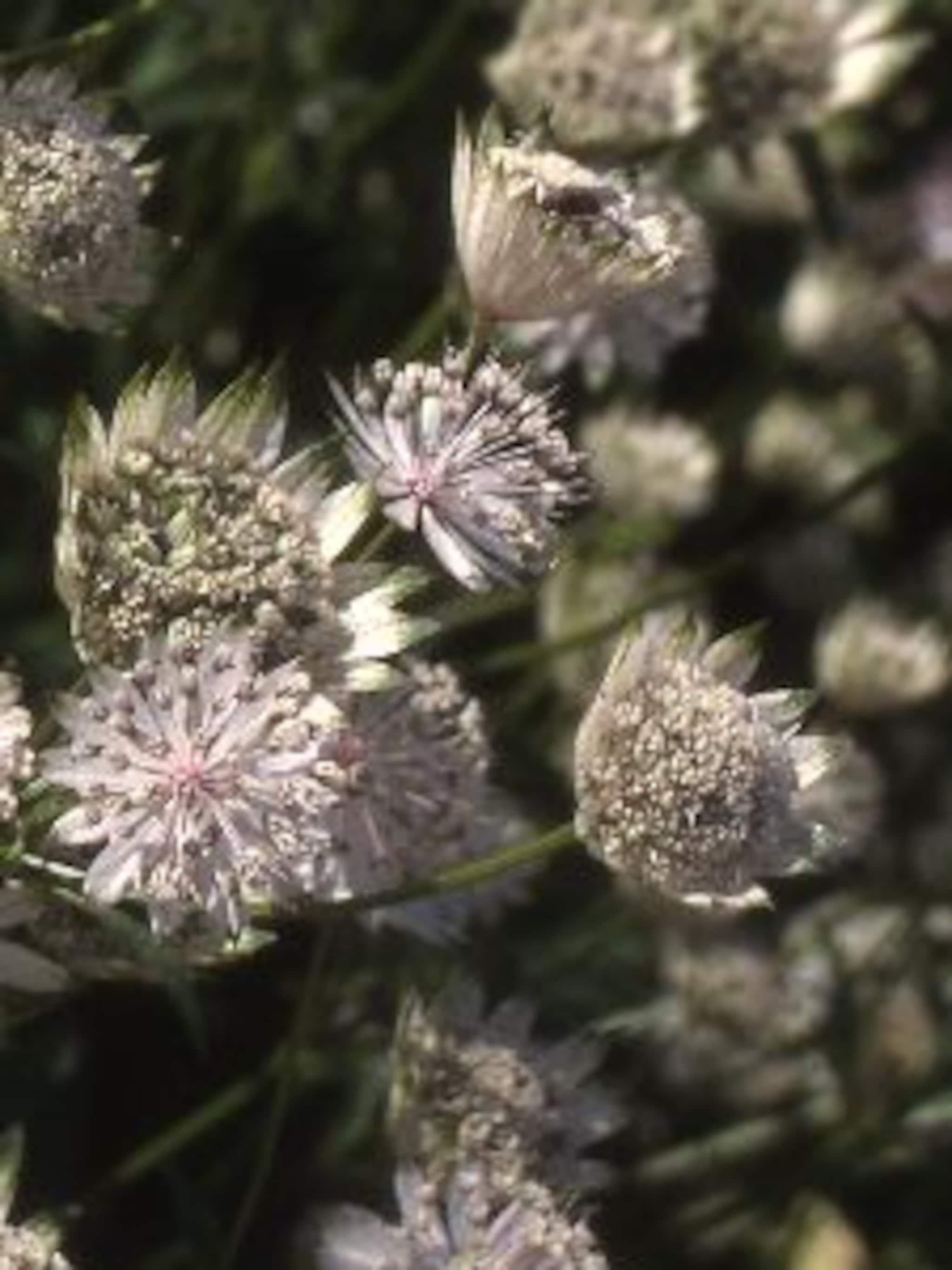zeeuws knoopje astrantia maxima alba