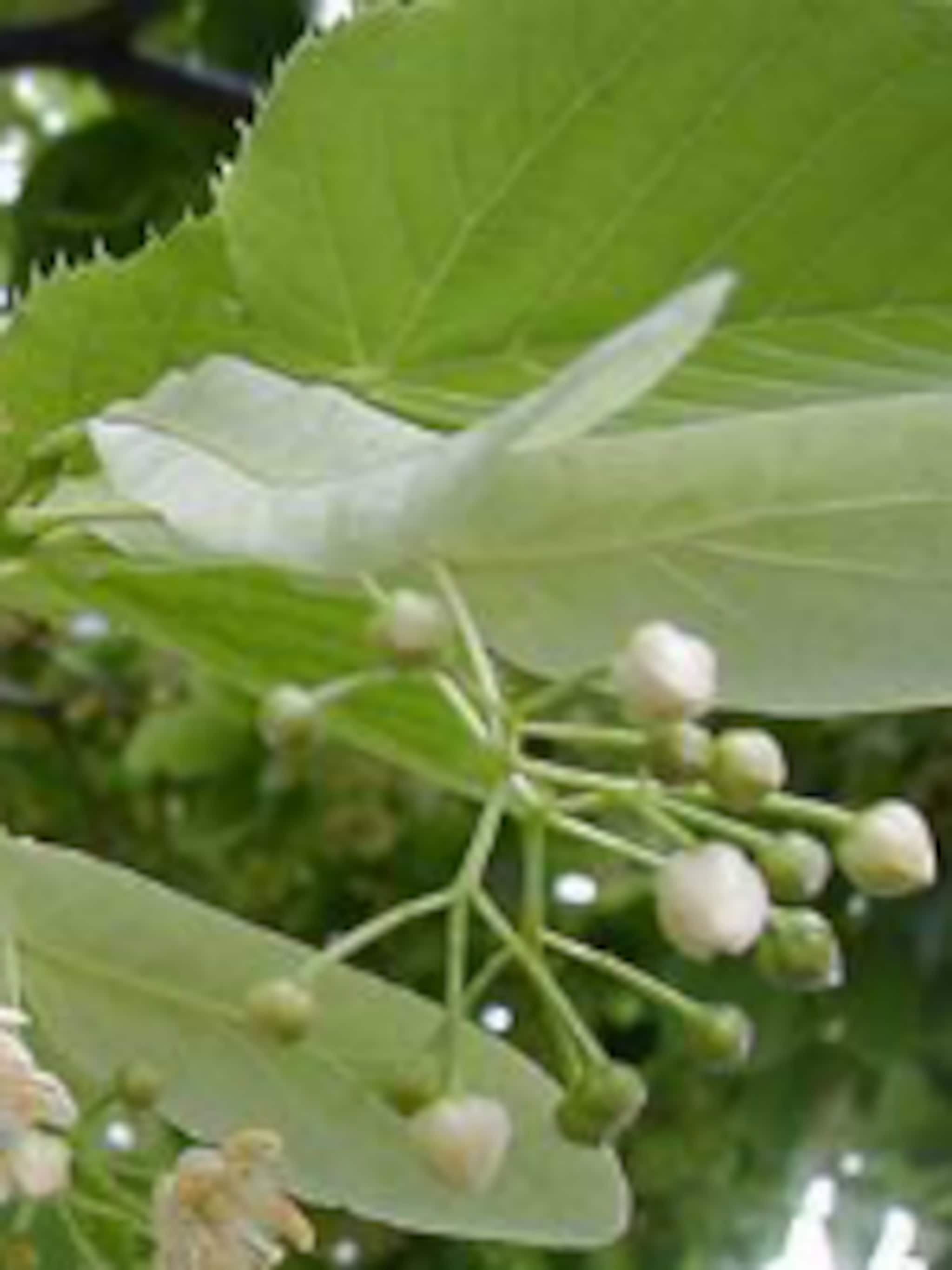 amerikaanse linde tilia americana redmond