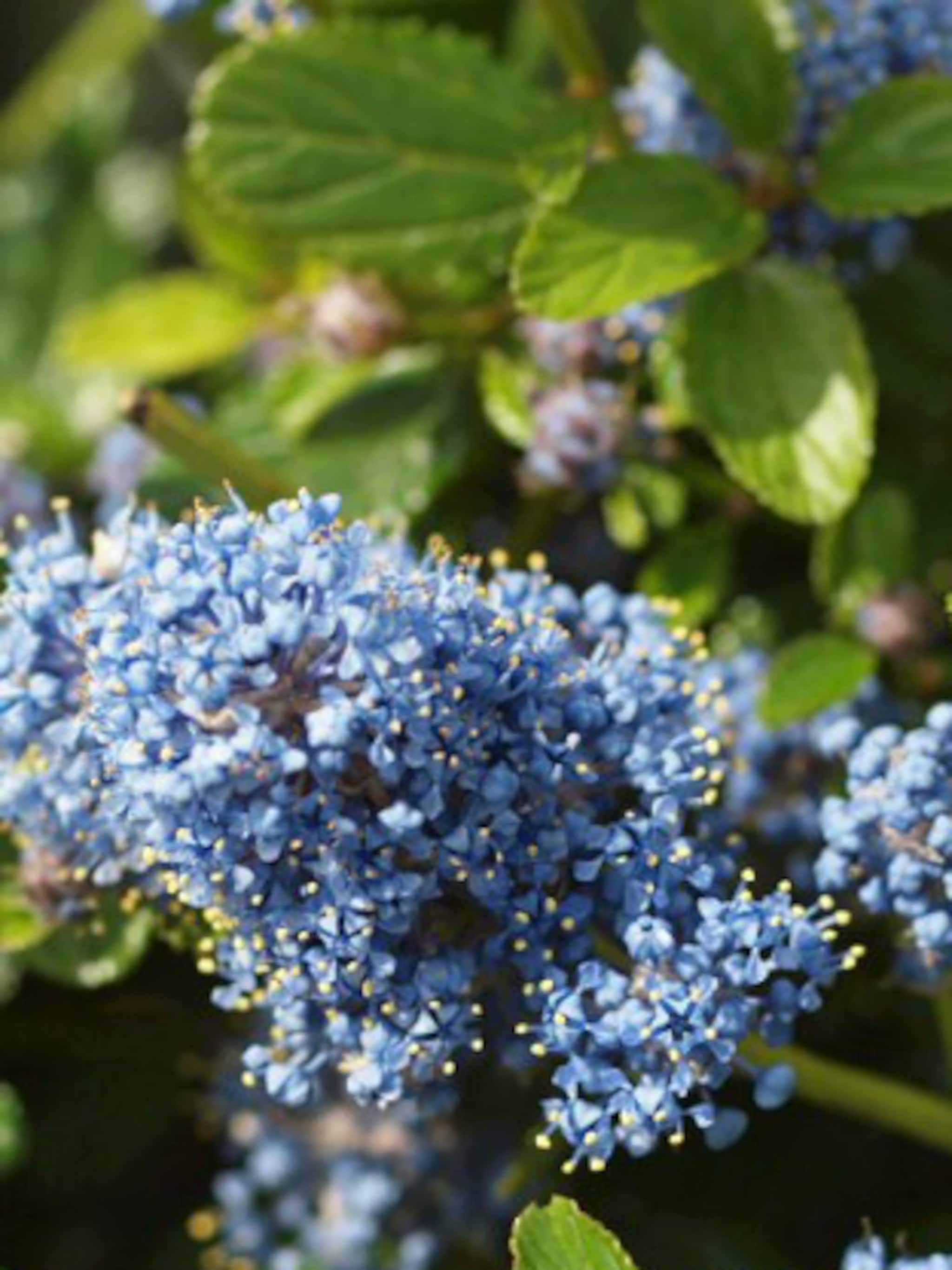 amerikaanse sering repens
