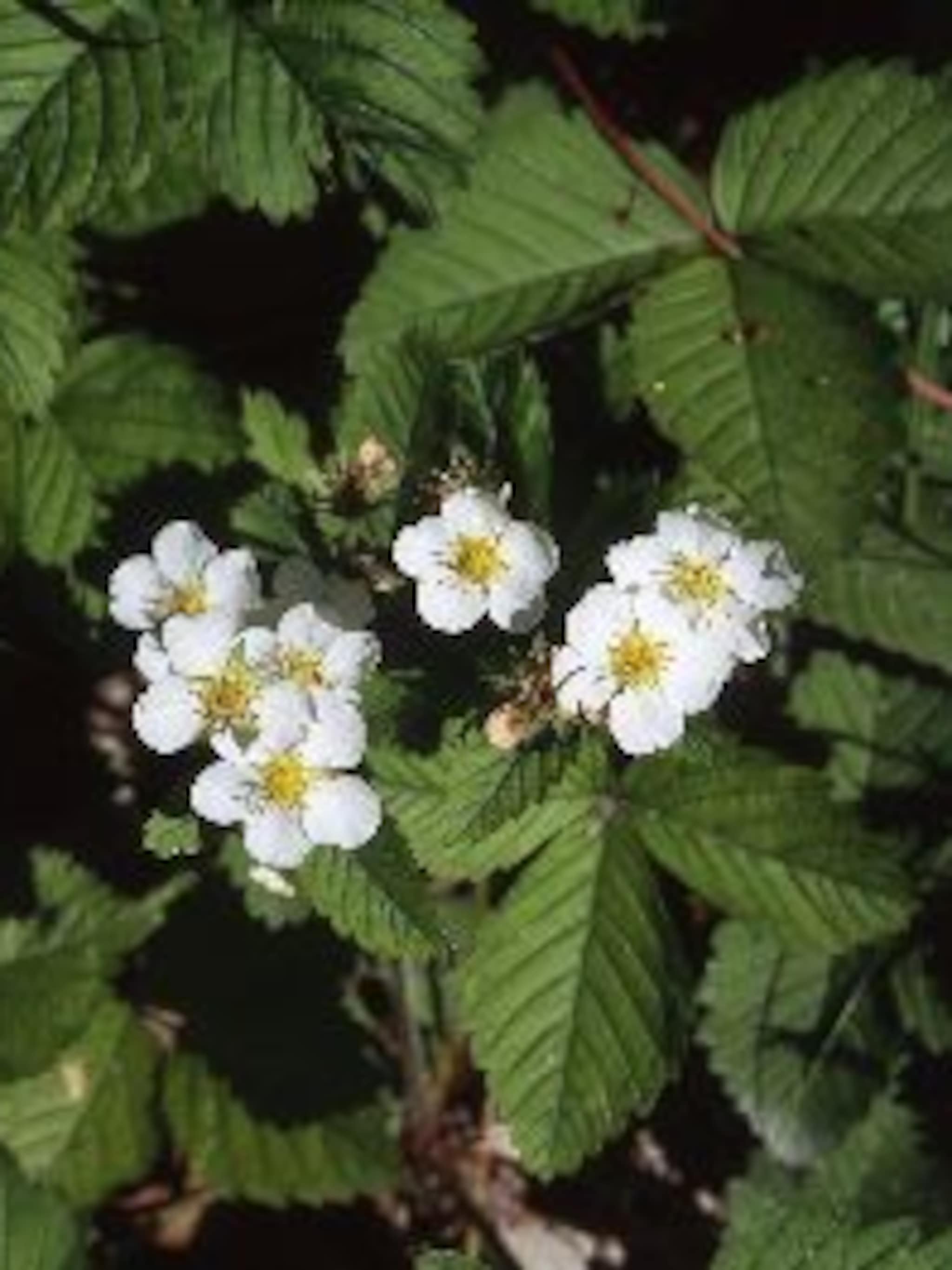 bosaardbei