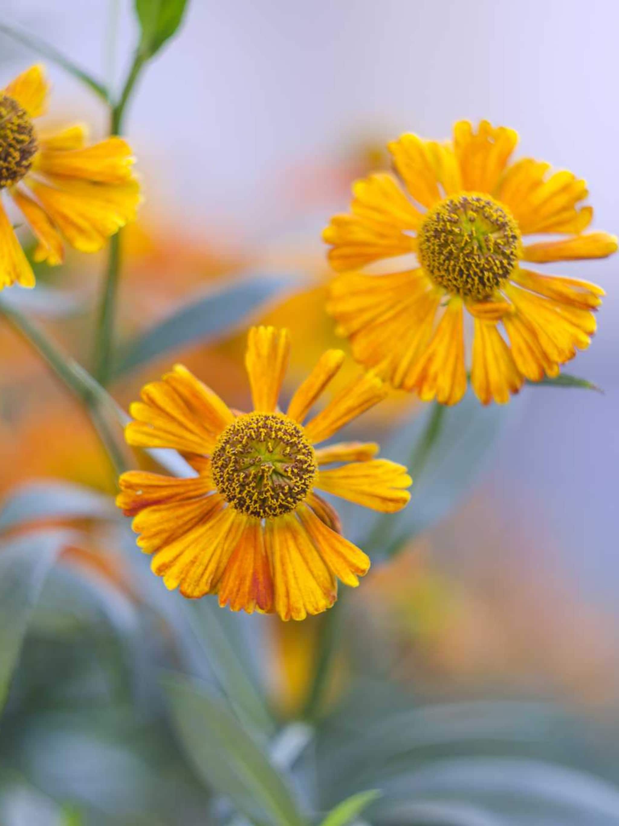 zonnekruid helenium bigelovii