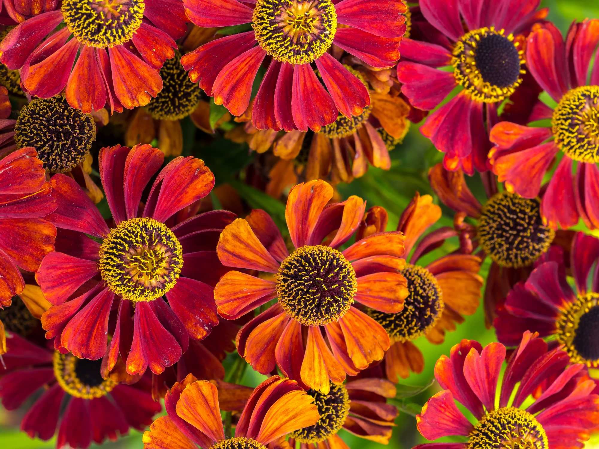 beeld vtwonen Shutterstock / pryzmat