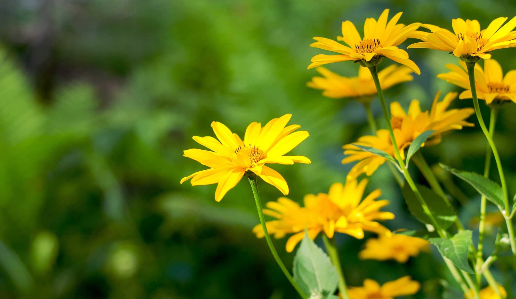 beeld vtwonen Shutterstock / mashimara