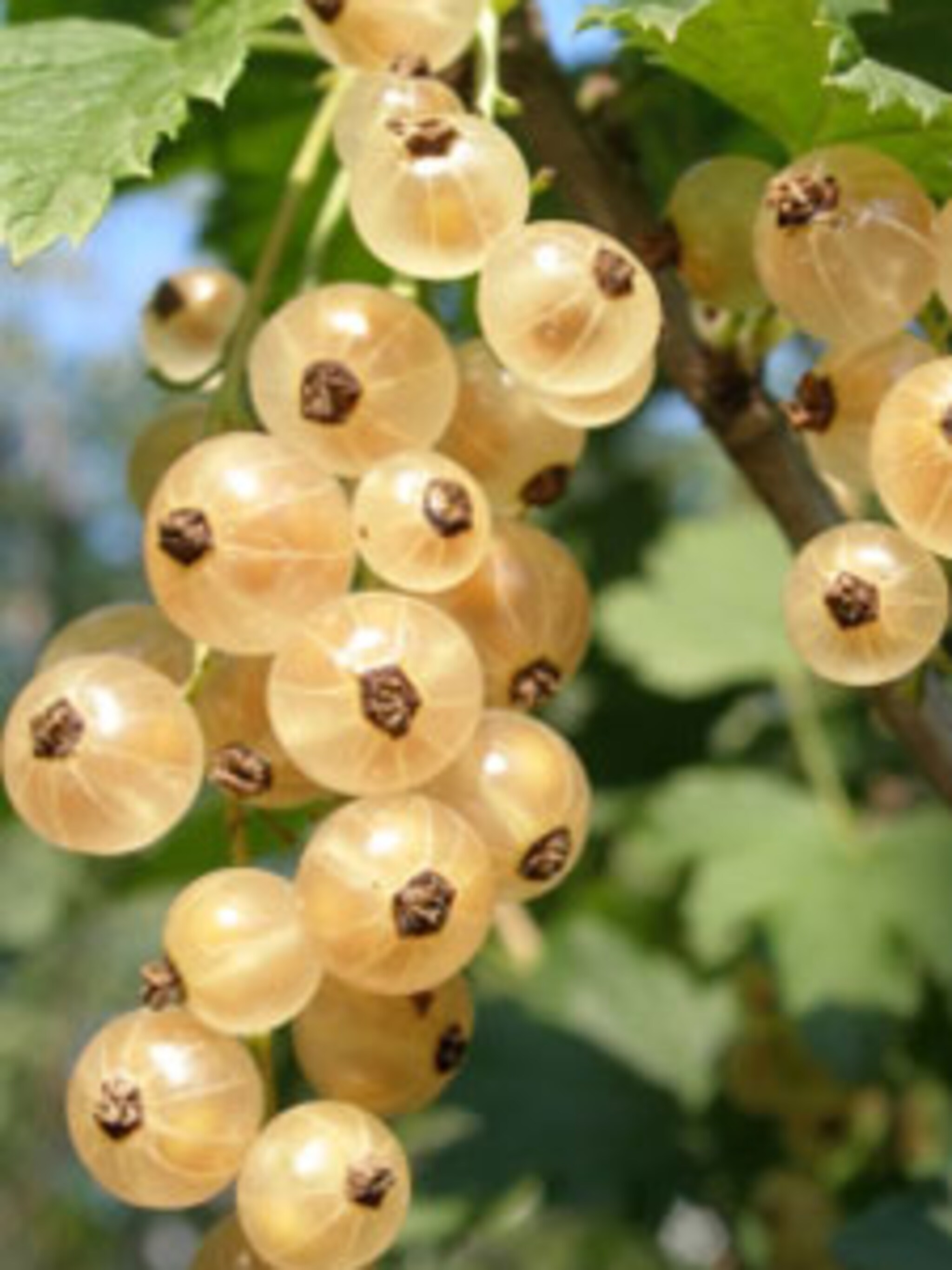 aalbes witte hollander witte aalbes