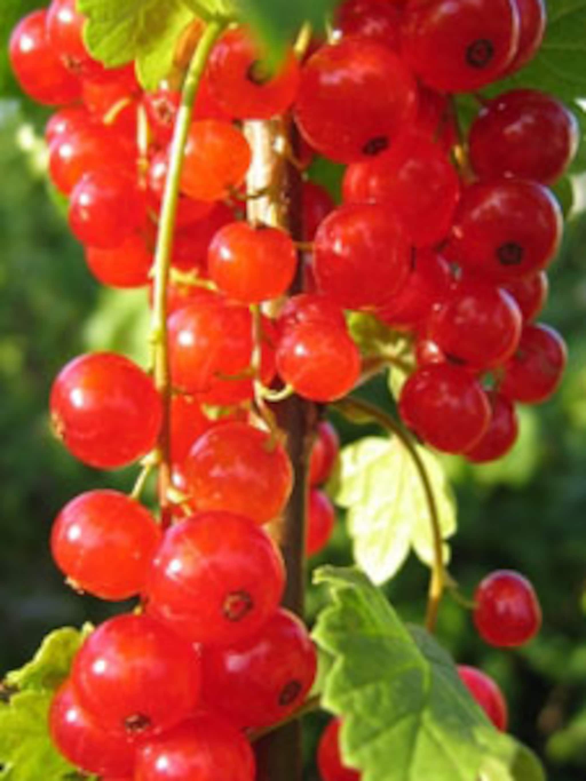 aalbes rote vierlander