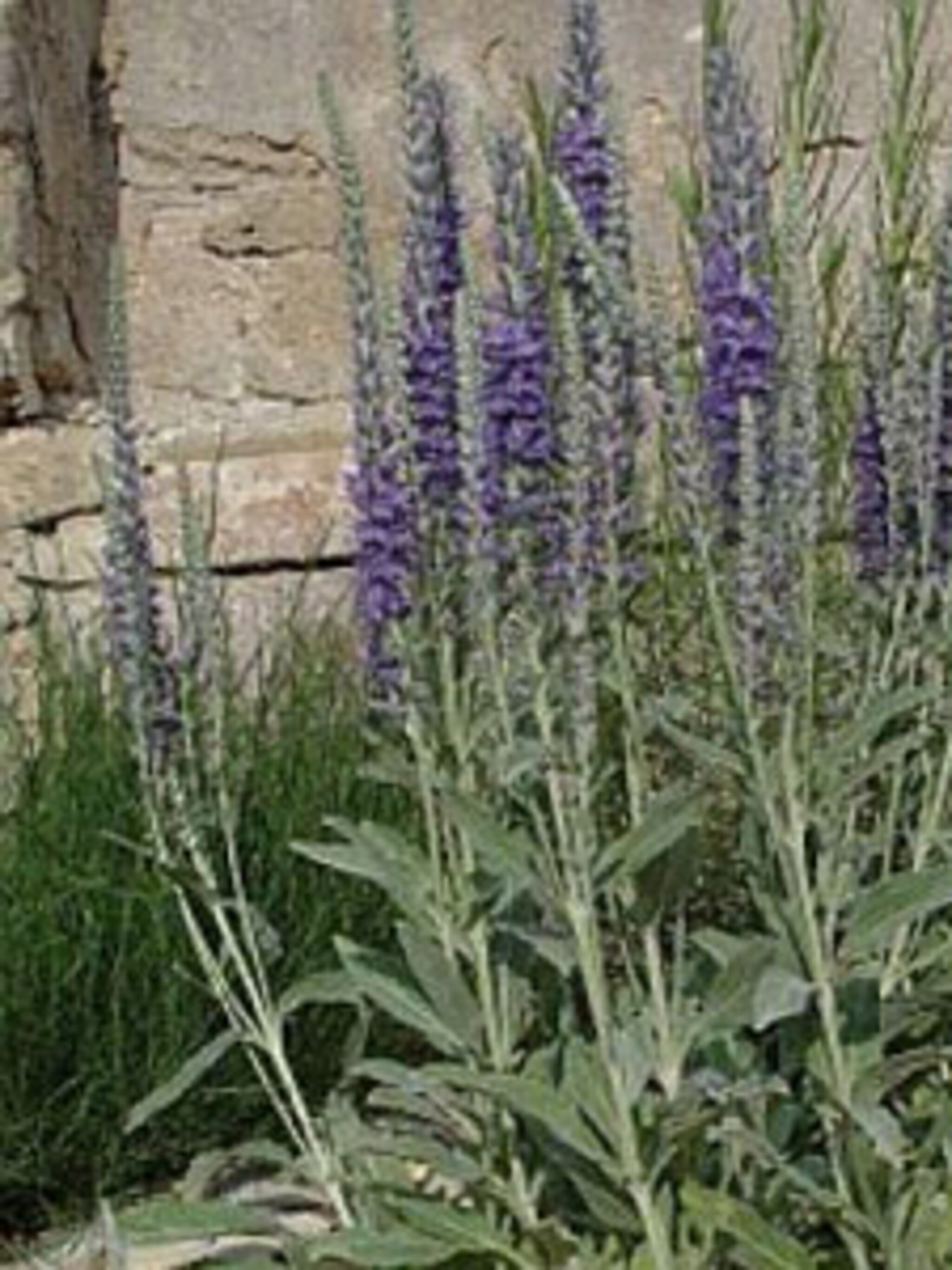 aarereprijs veronica subsp incana