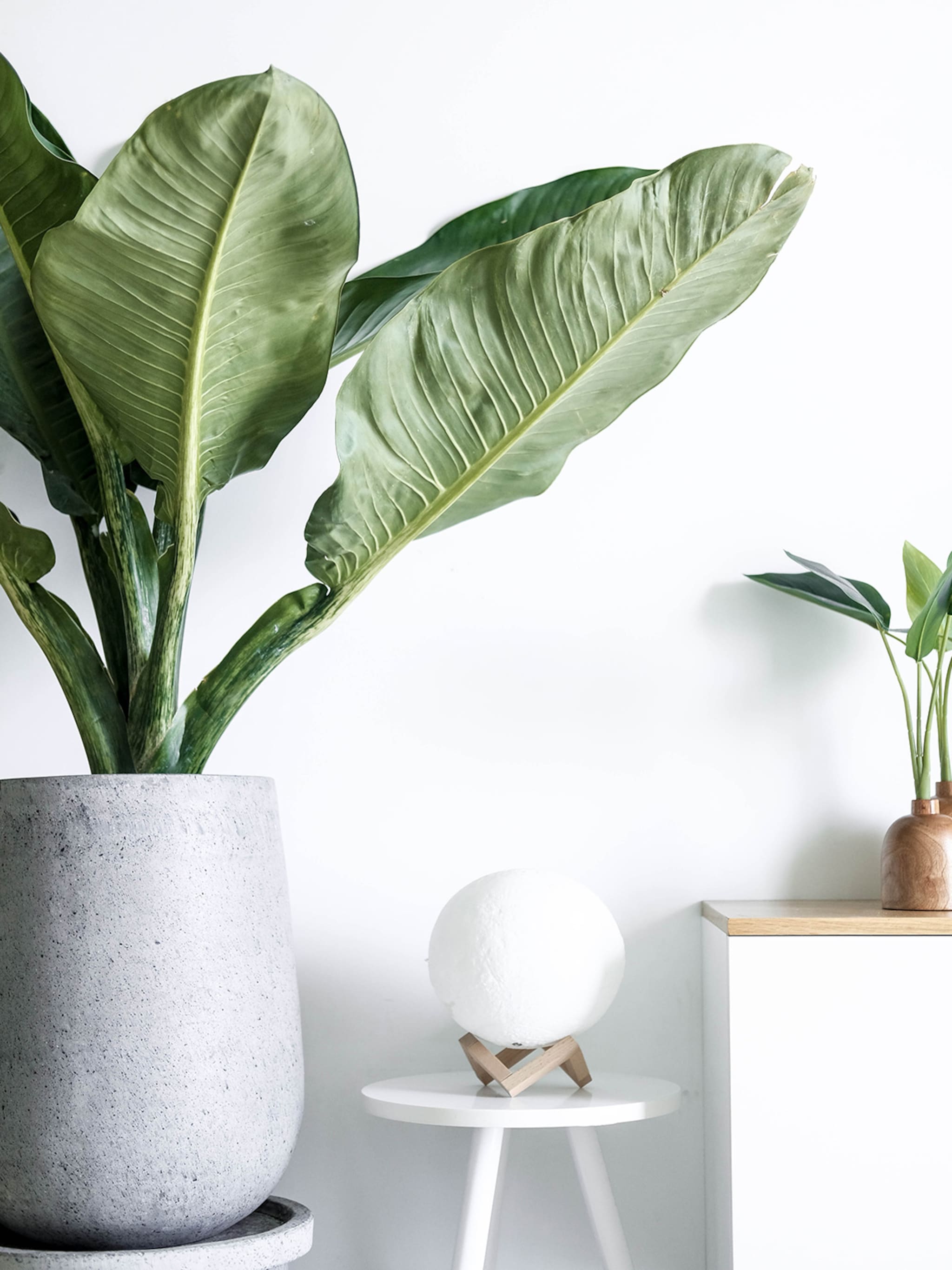 tropisch exemplaar bananenplant verzorgen met deze 6 tips