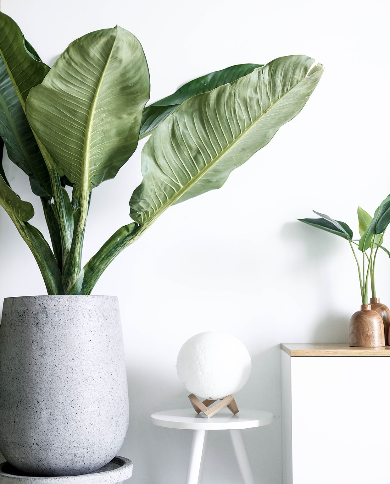 Bananenplant (musa)