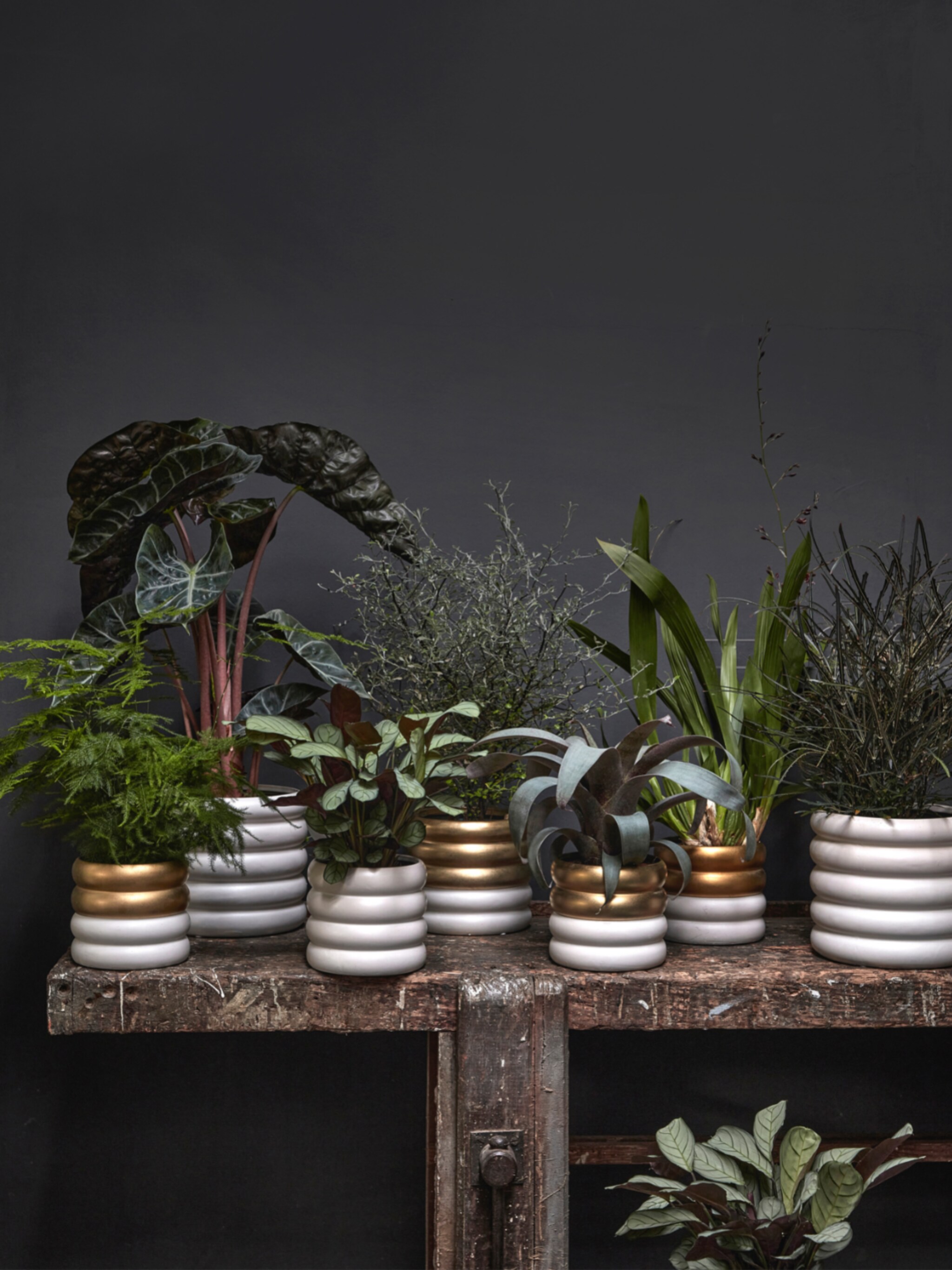 gouden combi shop de nieuwe vtwonen pot en plant collectie in deze tuincentra