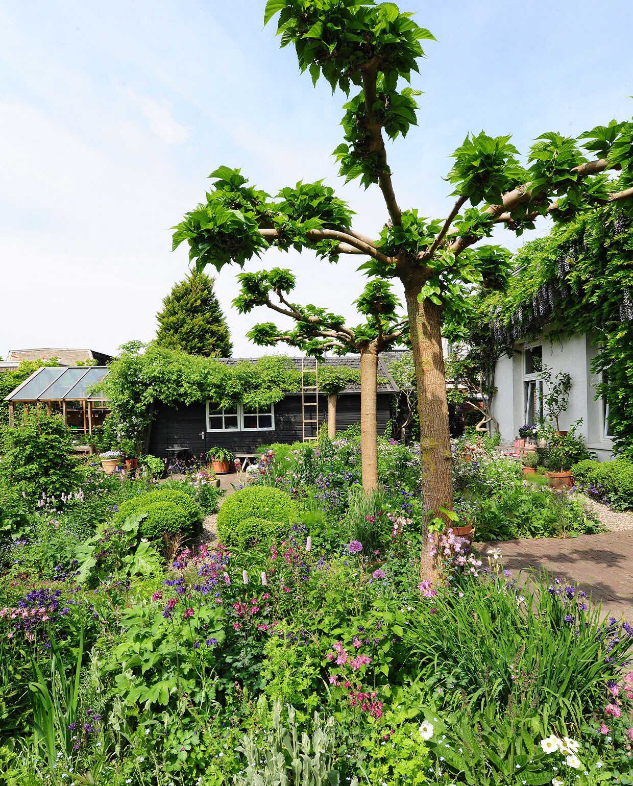 De tuin gezien vanaf het terras, met op de achtergrond de zelfgebouwde kweekkas en de schuur, met daarvoor een catalpa (trompetboom). Tegen de kas groeit blauweregen (wisteria) en clematis. De bomen op de voorgrond zijn moerbeibomen. Eromheen groeien onder meer buxusplanten, korenbloemen, sieruien, Siberische irissen en persicaria (duizendknoop).