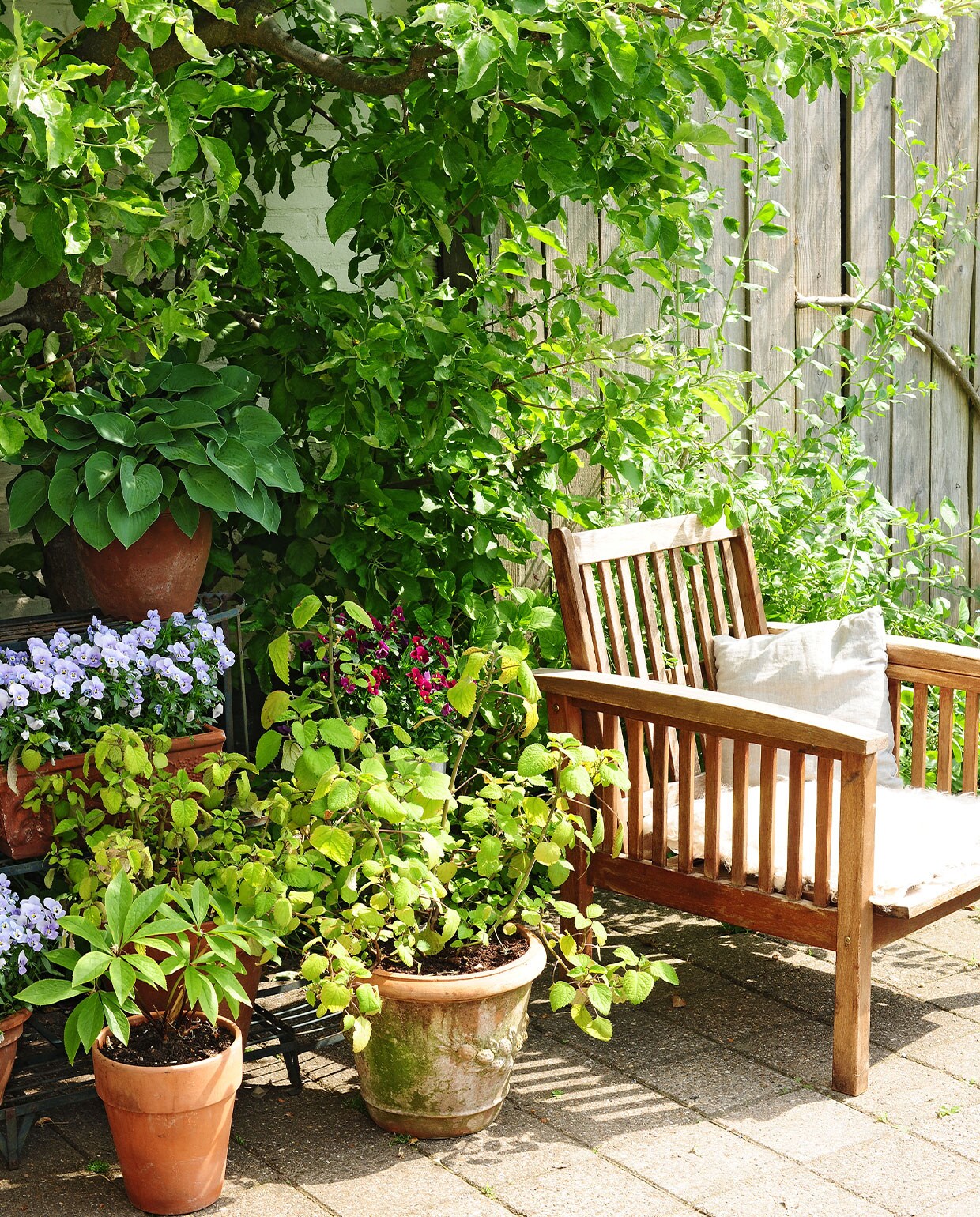 De tuinstoel kocht Miriam voor 3 euro bij een kringloopwinkel. Ernaast staan potten met onder meer plectranthus. Achter de stoel staat een appelboom.