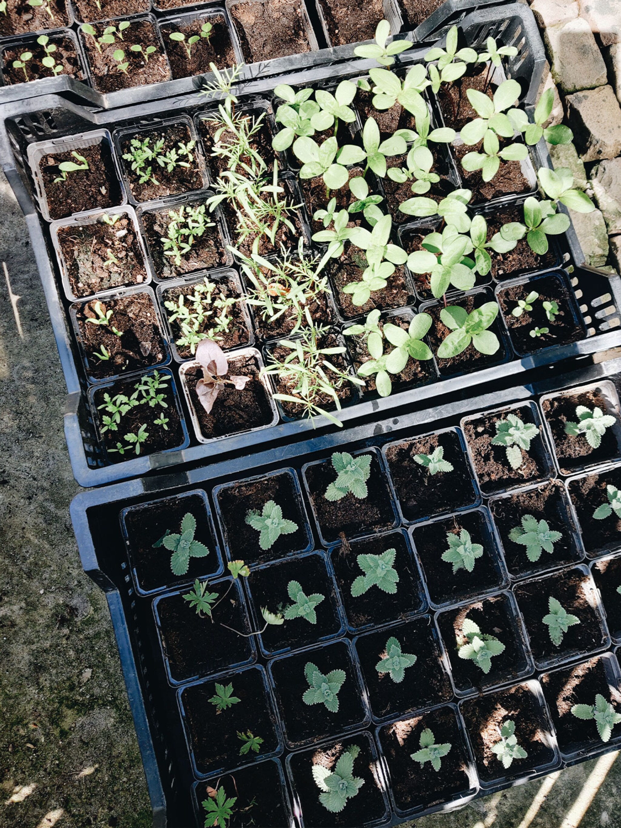 vivian en mark onkruid kan de mooie planten wegdrukken