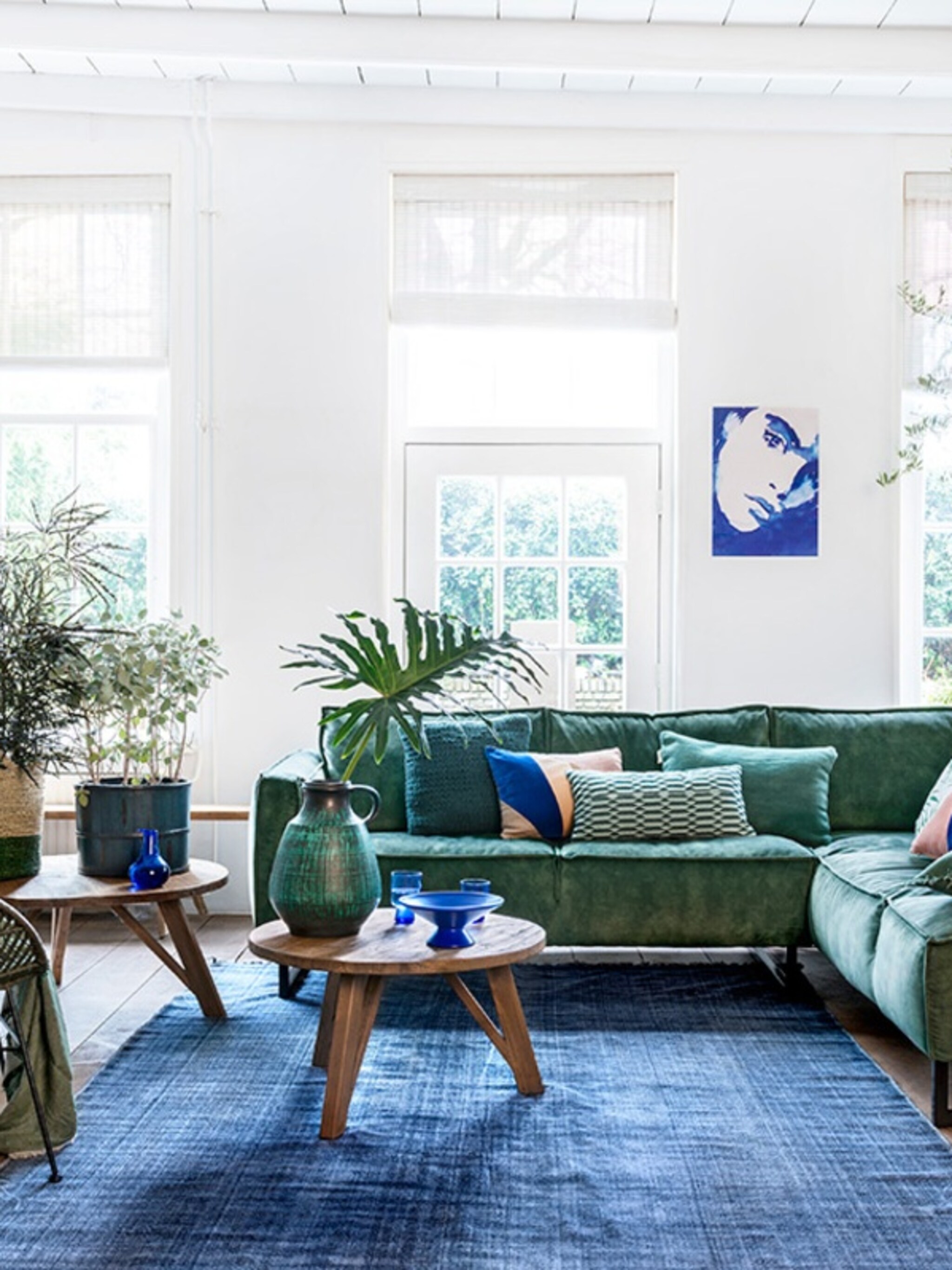 deze bomen doen het prima in huis