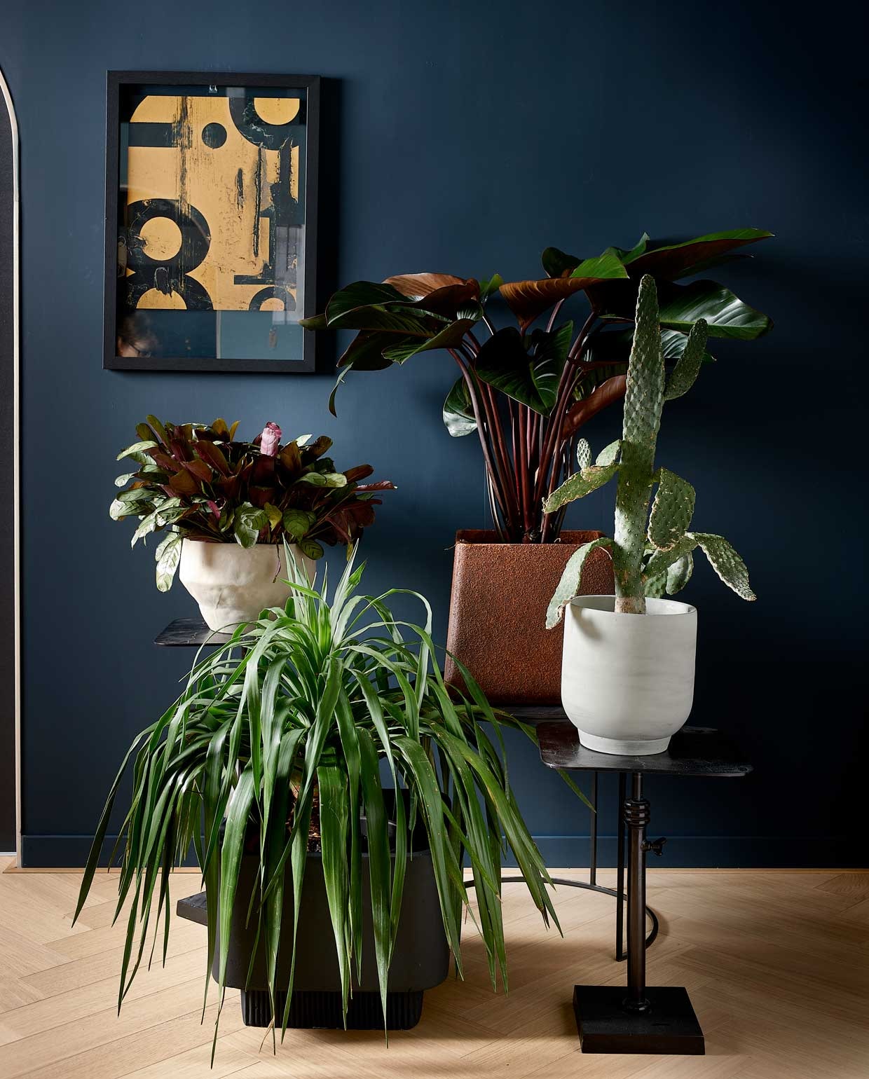 Matte krijtverf op muur Steel Blue, per liter € 39,- (pure-original). Bijzettafel Atelier op één poot, in hoogte verstelbaar, 42-55x35x35 cm (hxbxd) per stuk € 89,-, tafel Fara met halfrond onderstel, per 2 € 249,-, lijst Shift € 24,95 (basiclabel). Grijze pot van d&amp;m € 13,80, roestkleurige bak Cave van d&amp;m € 77,99, grote zwarte bak Highlands van Bolia € 159,- (vtwonen.be). Planten linksachter beginnend met de klok mee: Ctenanthe Amagris, Philodendron Red Beauty, Opuntia en Dracaena Draco (plantenverhuur). Overig privébezit.