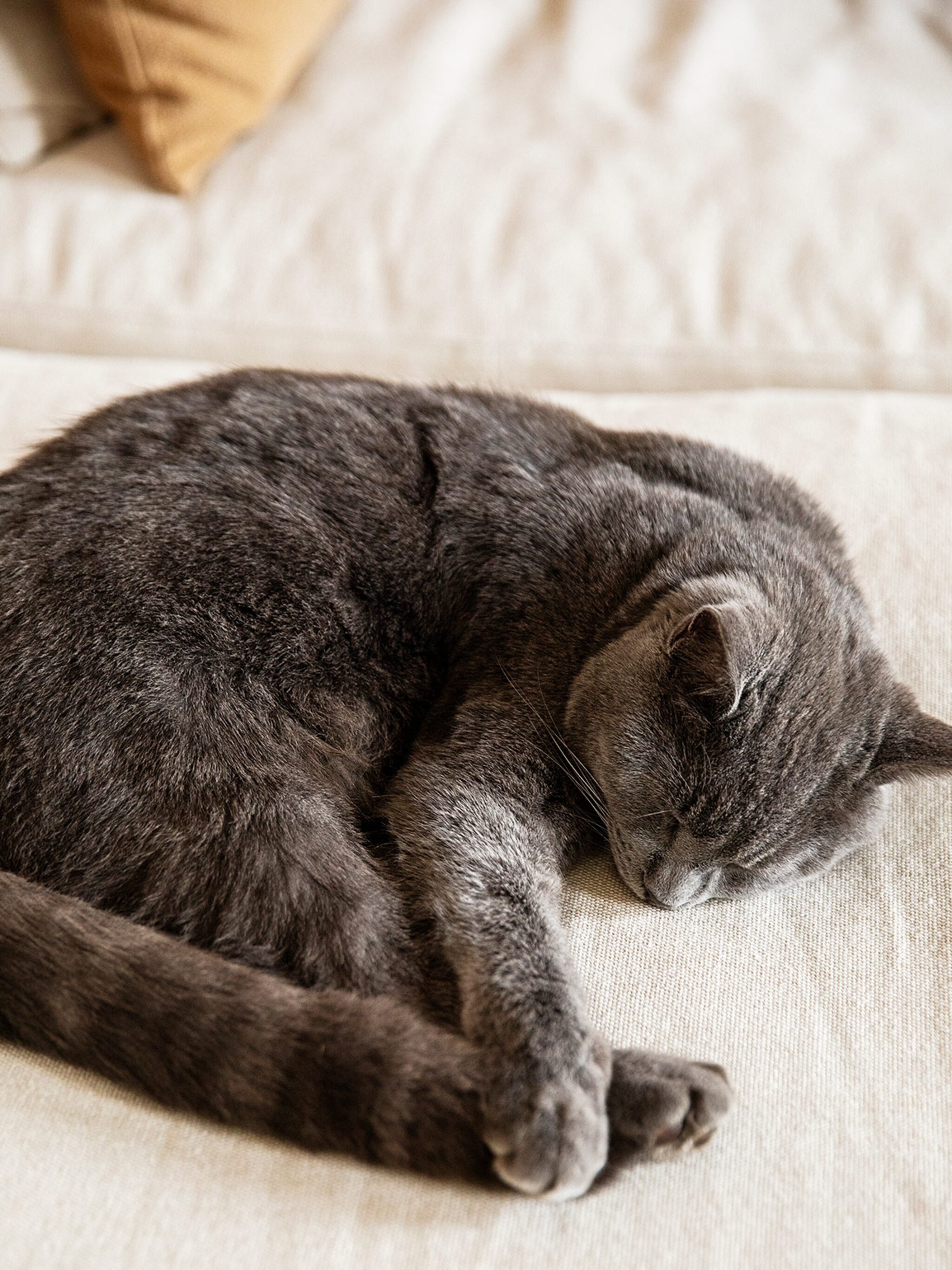 kattenbaasjes opgelet deze bloem is extreem giftig voor je kat