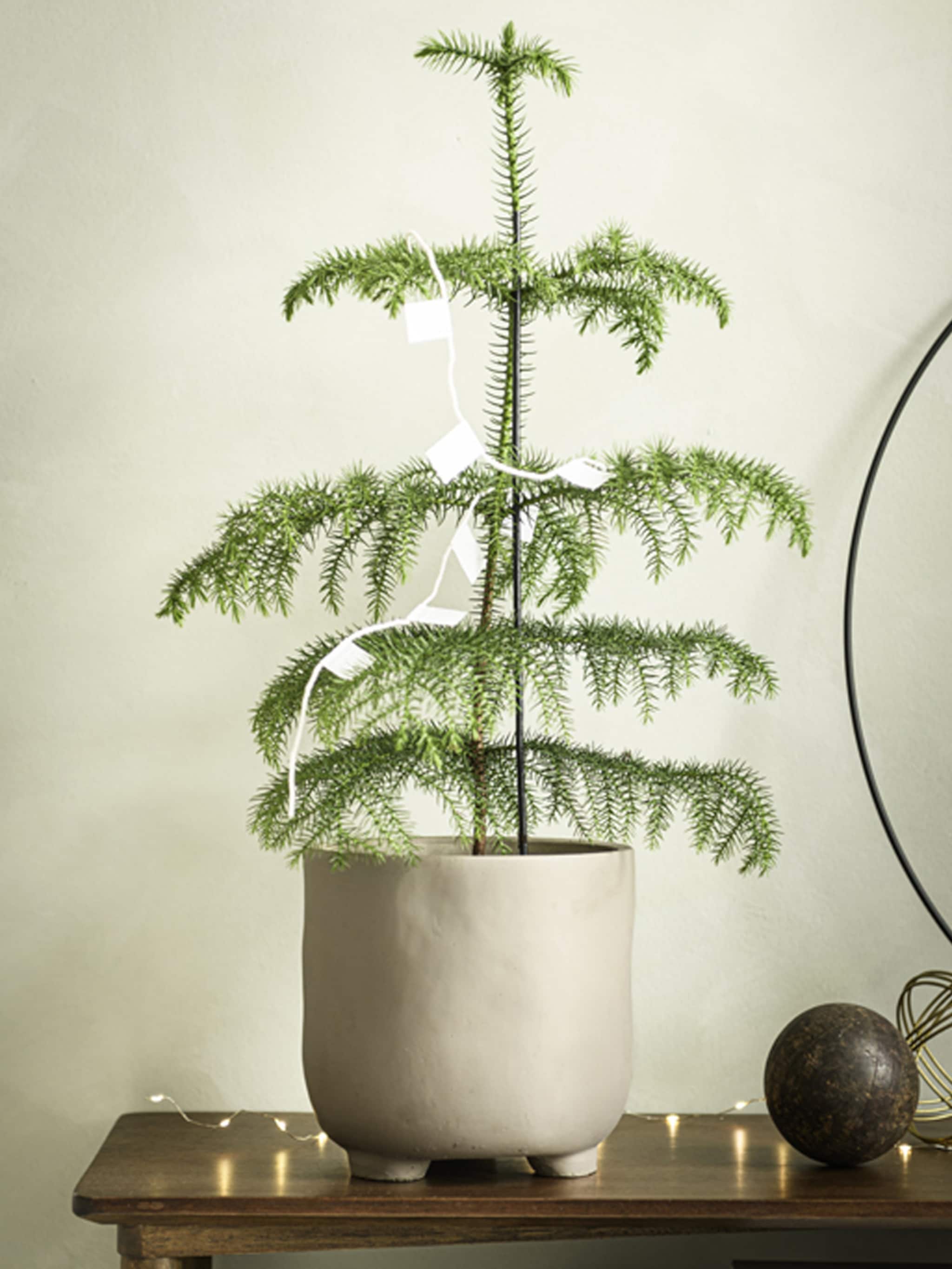 verhoog de sfeer met een van deze vijf kerstplanten