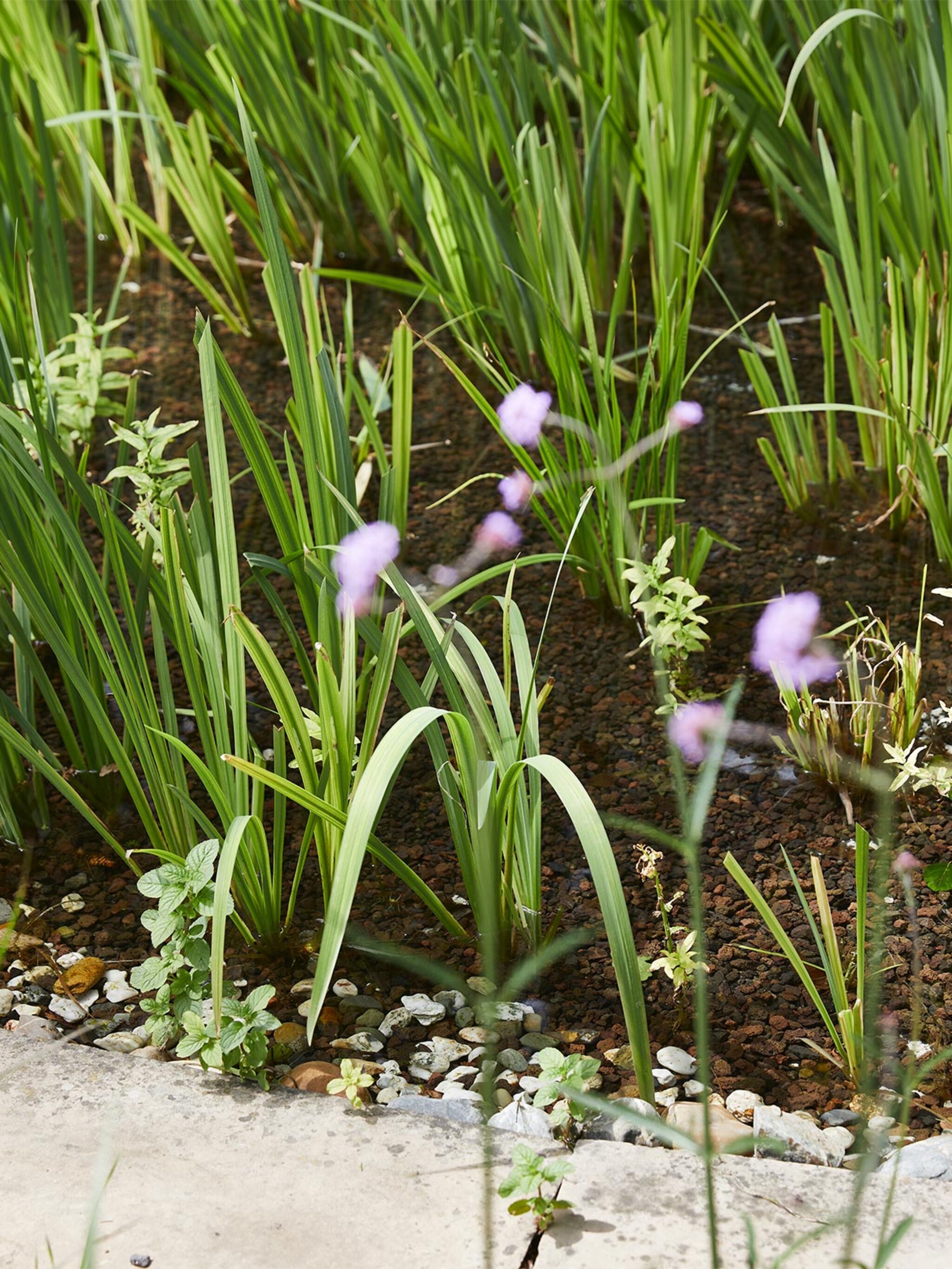 deze bloembollen kun je nu al planten om extra vroeg te genieten van kleur in de tuin
