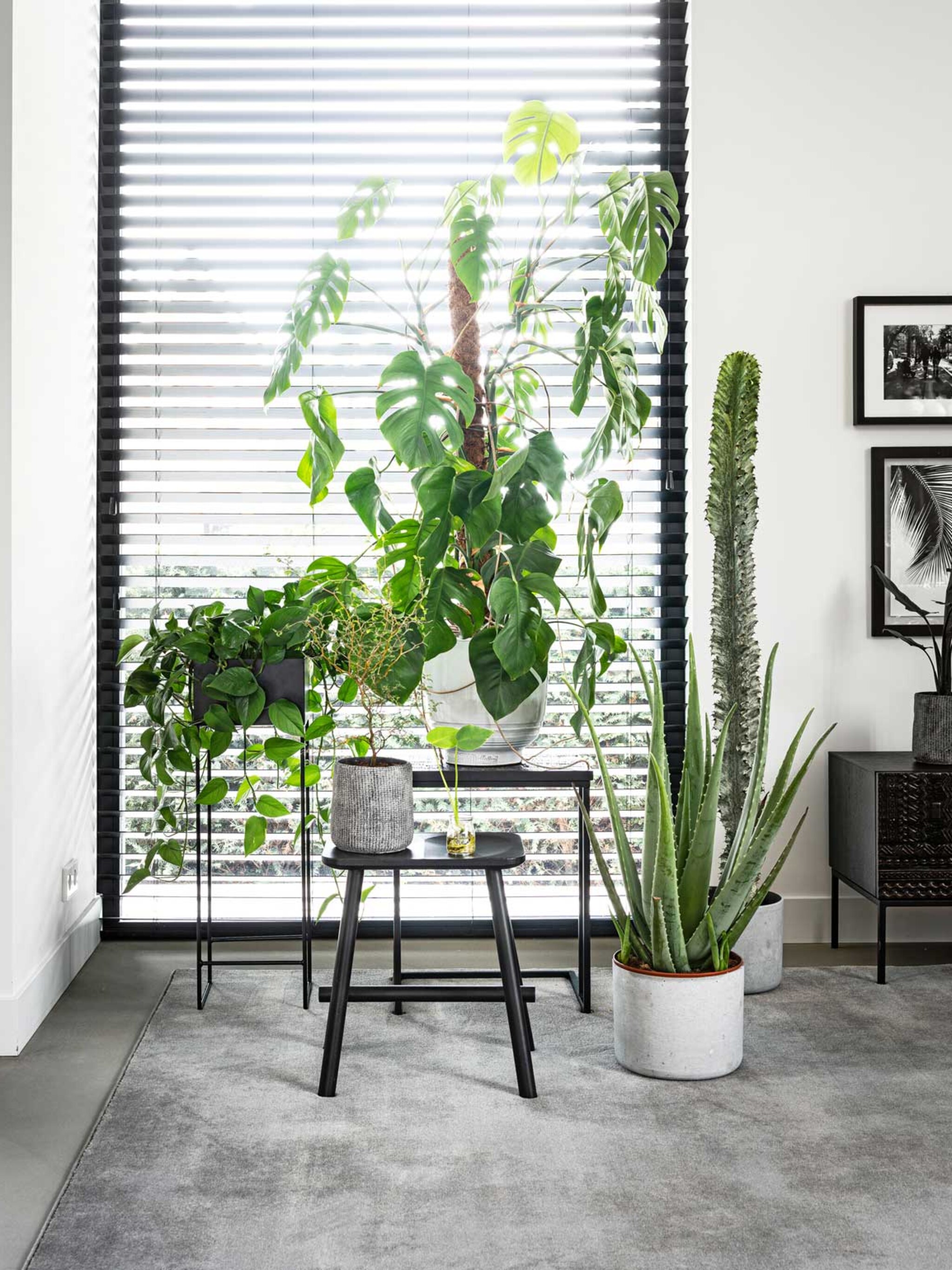 waar voor je geld deze kamerplanten scoor je met elk budget