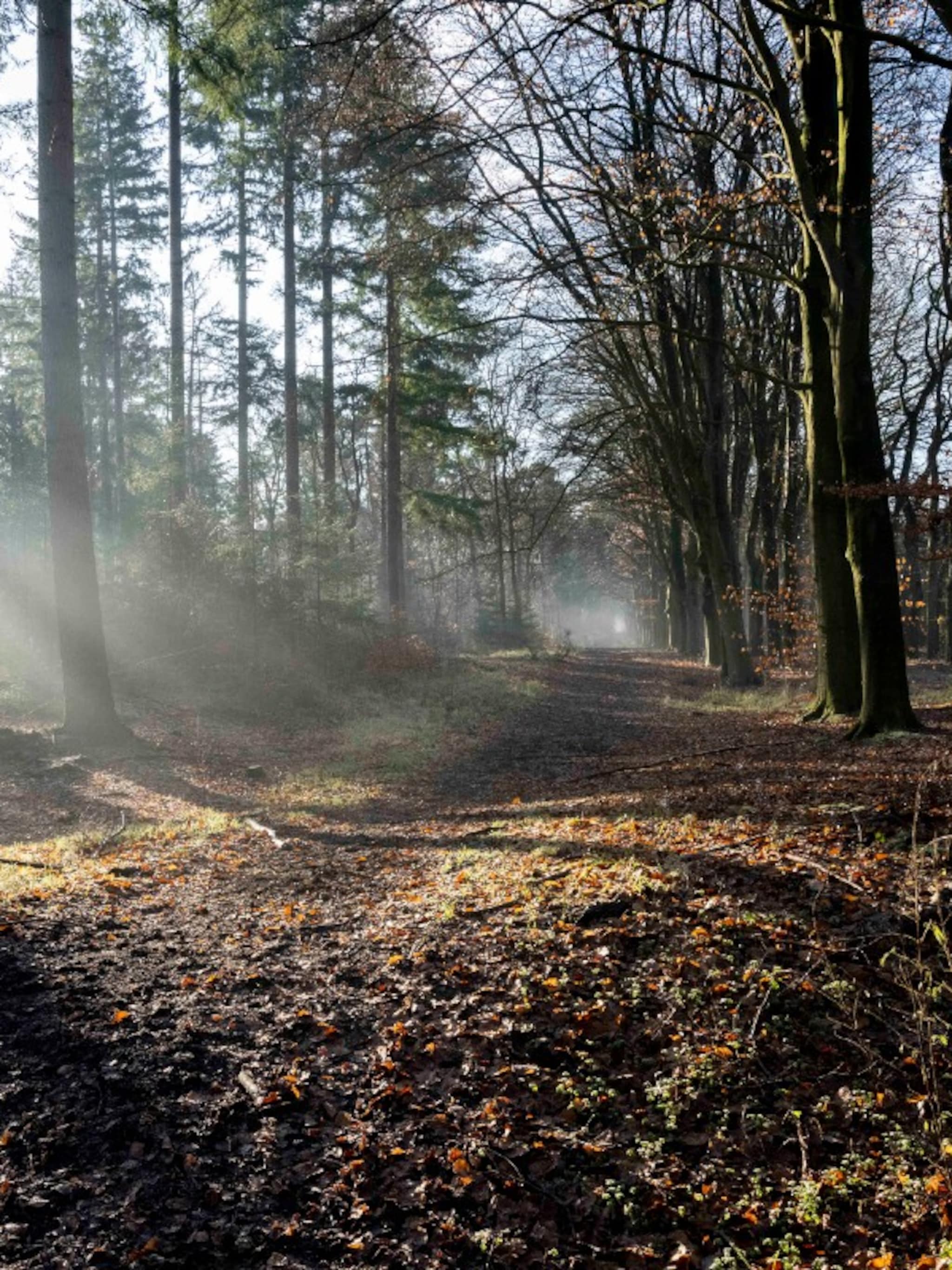 de mooiste bossen kerst wandeling maken