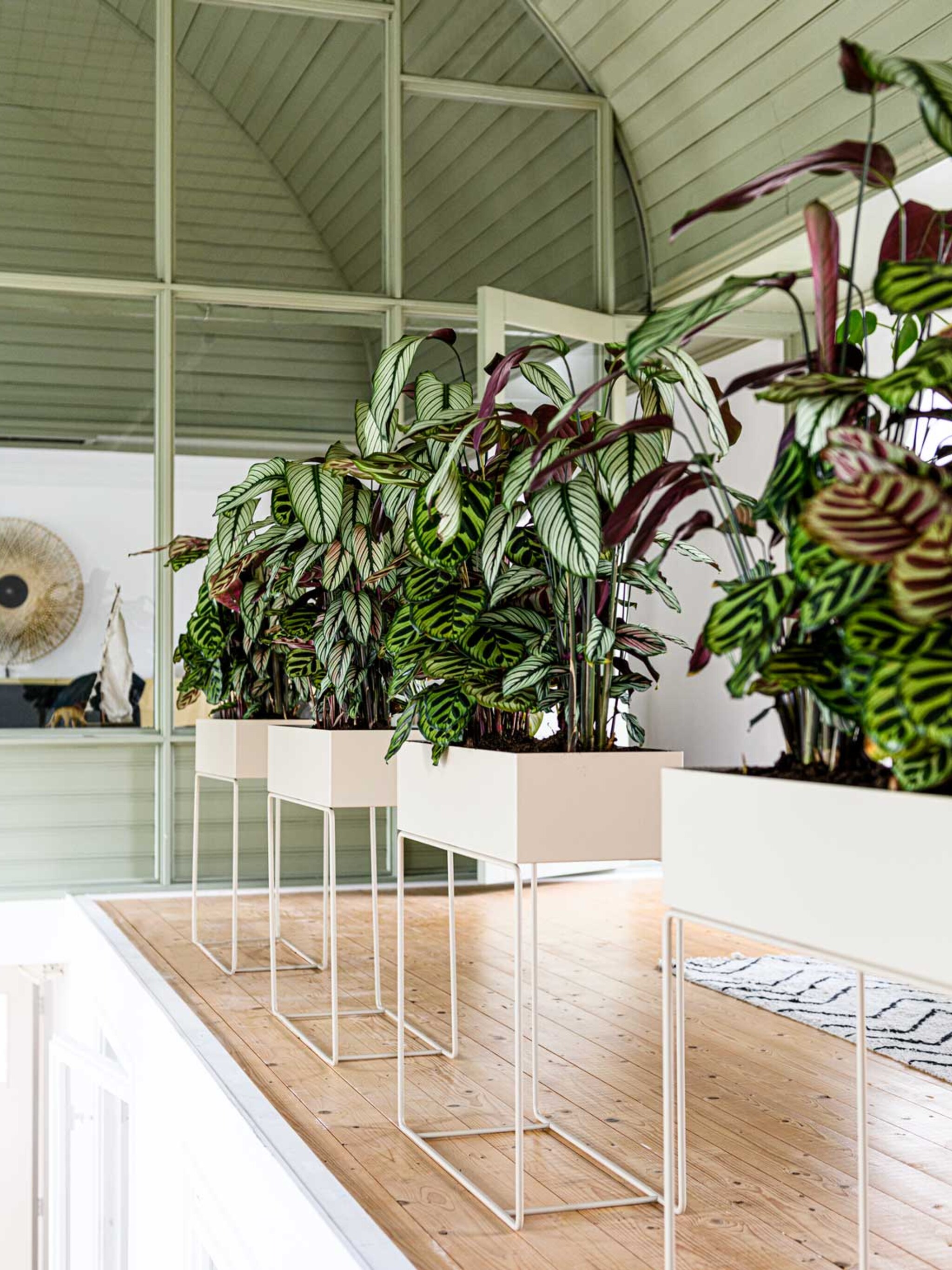 herken je plant handige plantenapps