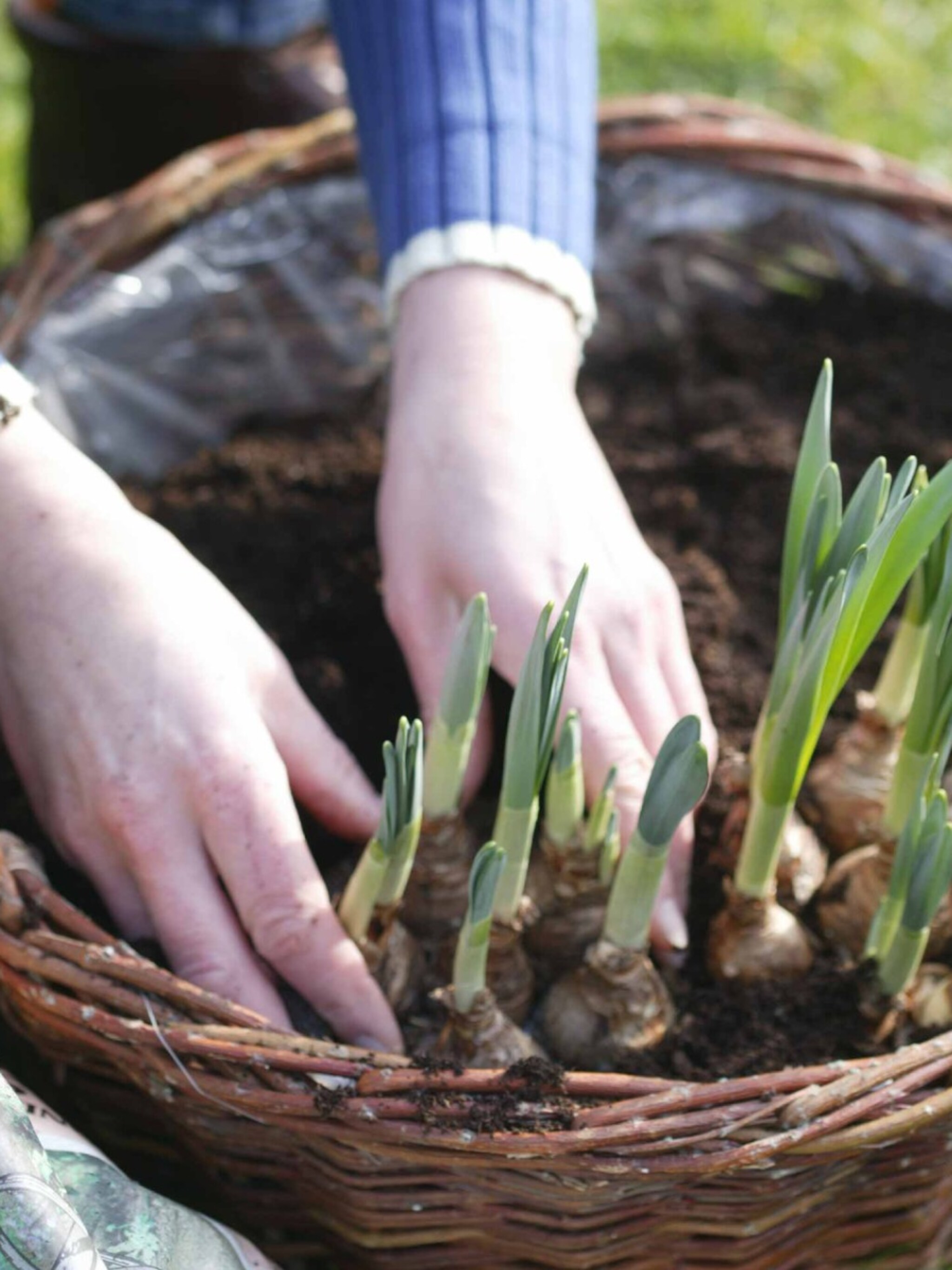 het kan nog bloembollen planten