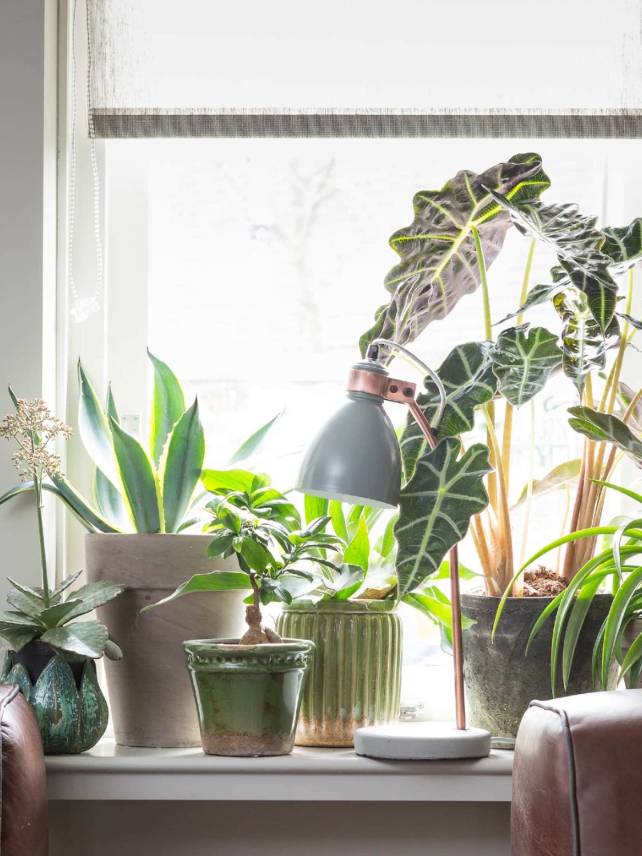 deze 5 kamerplanten overleven wel in de volle zon