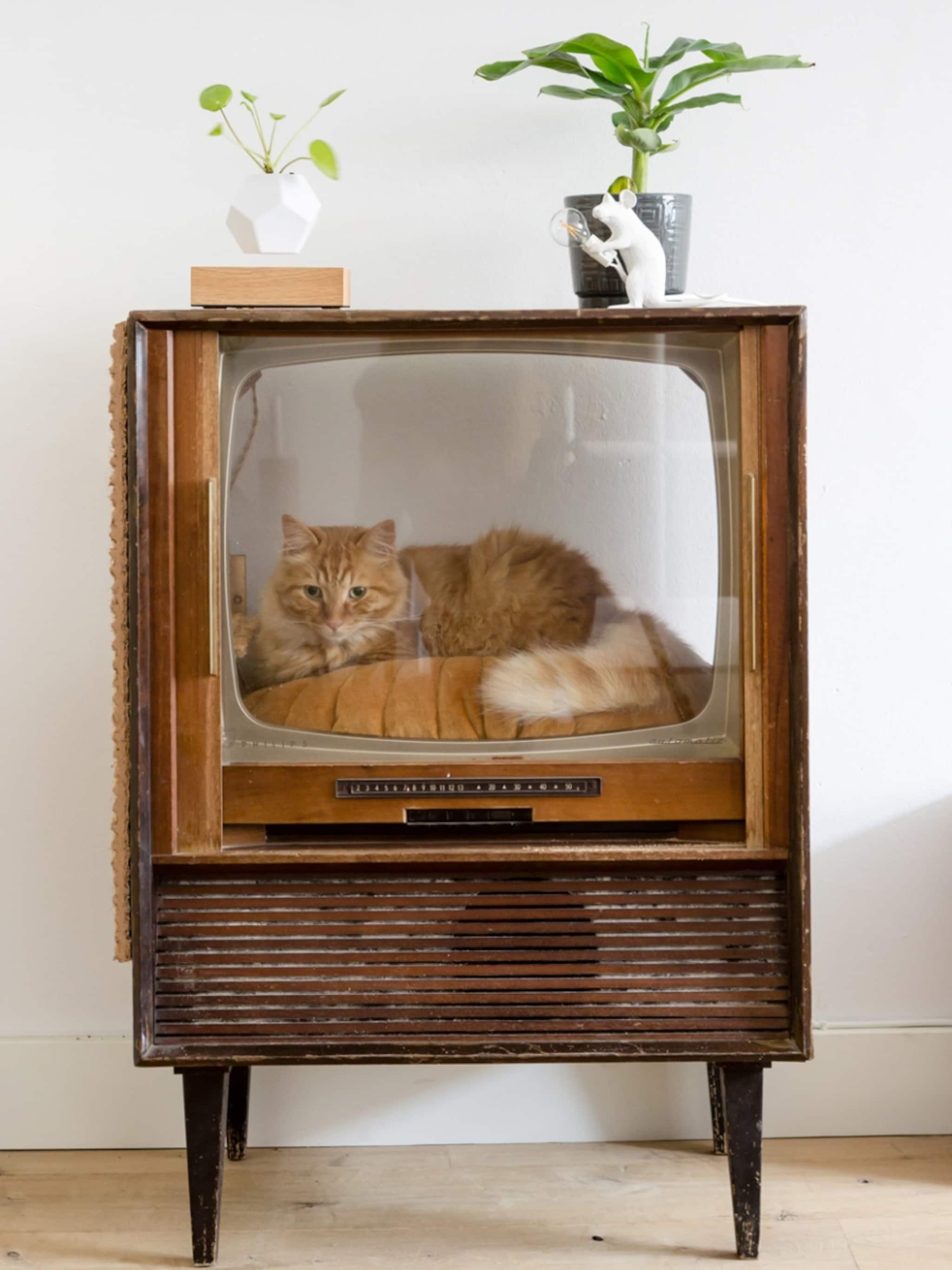 ik miauw van jou de mooiste kattenmanden