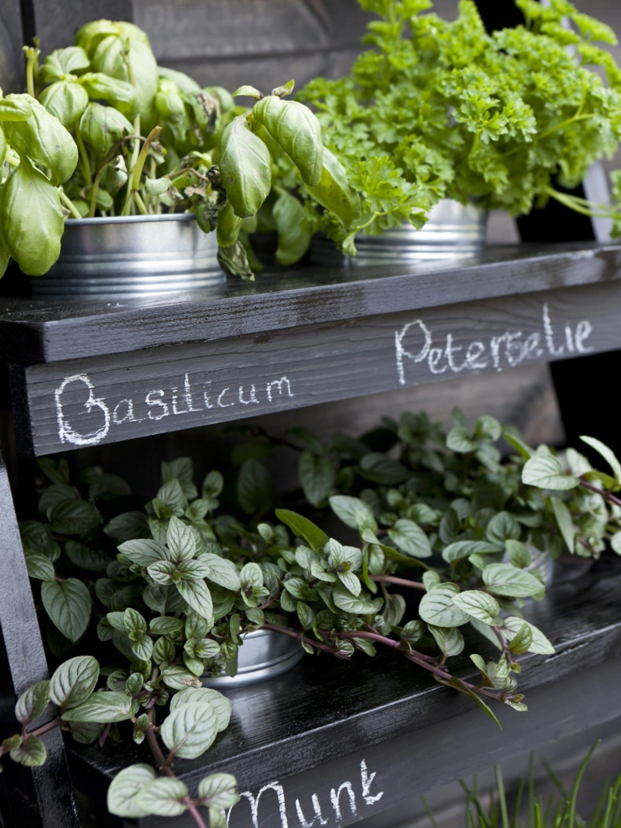 indoor moestuin kweken tips