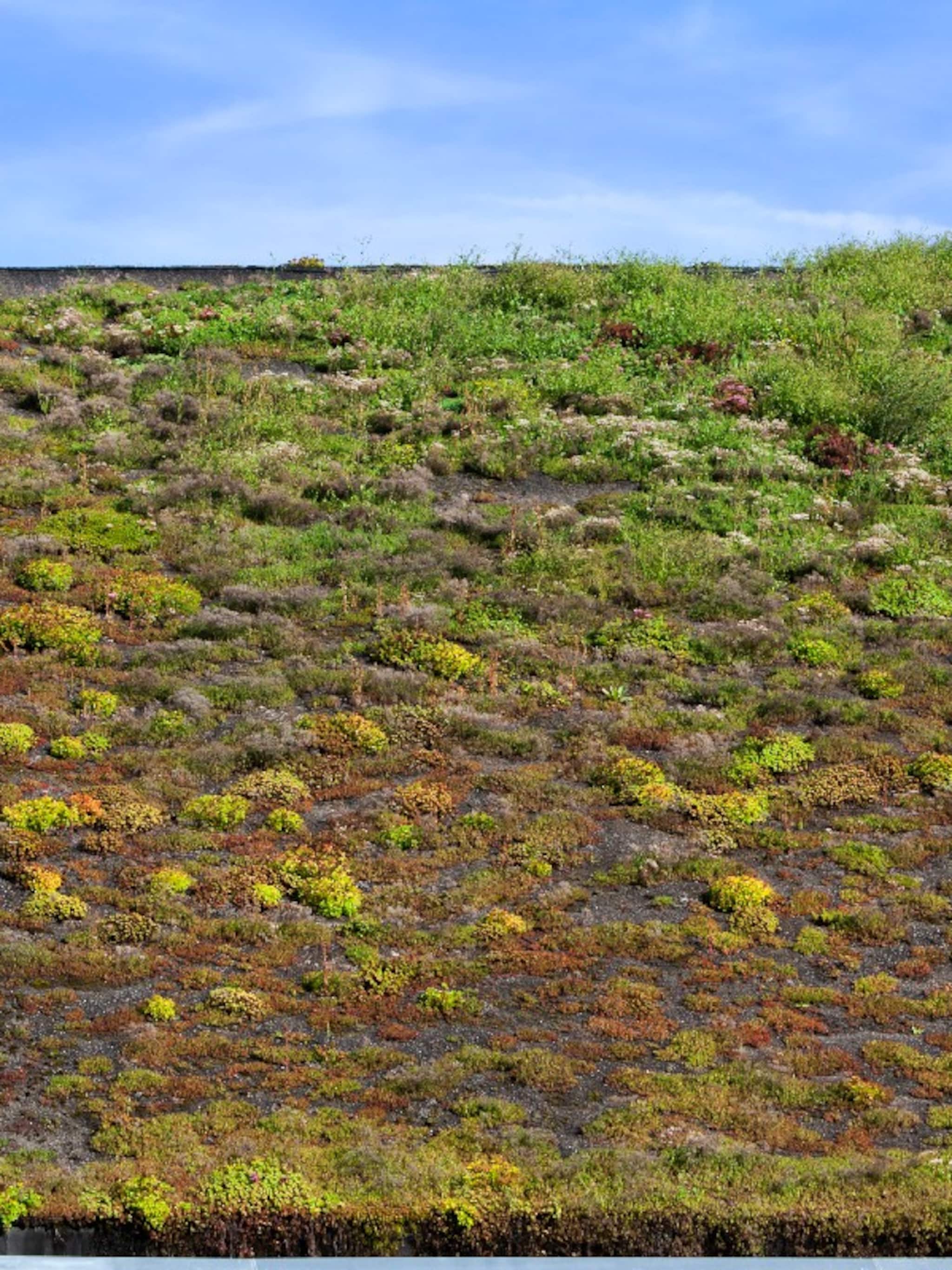 doen een groen en duurzaam dak met sedum