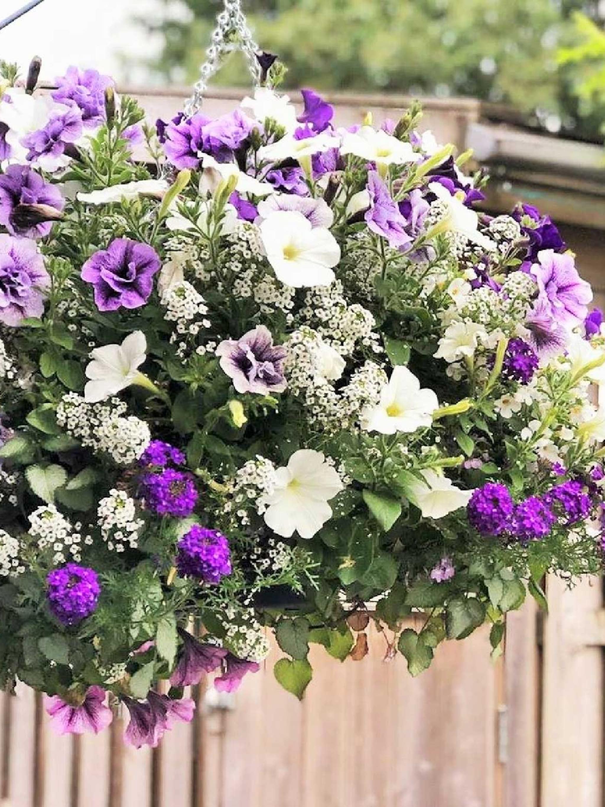 hangbloemen zo style en verzorg je hanging baskets