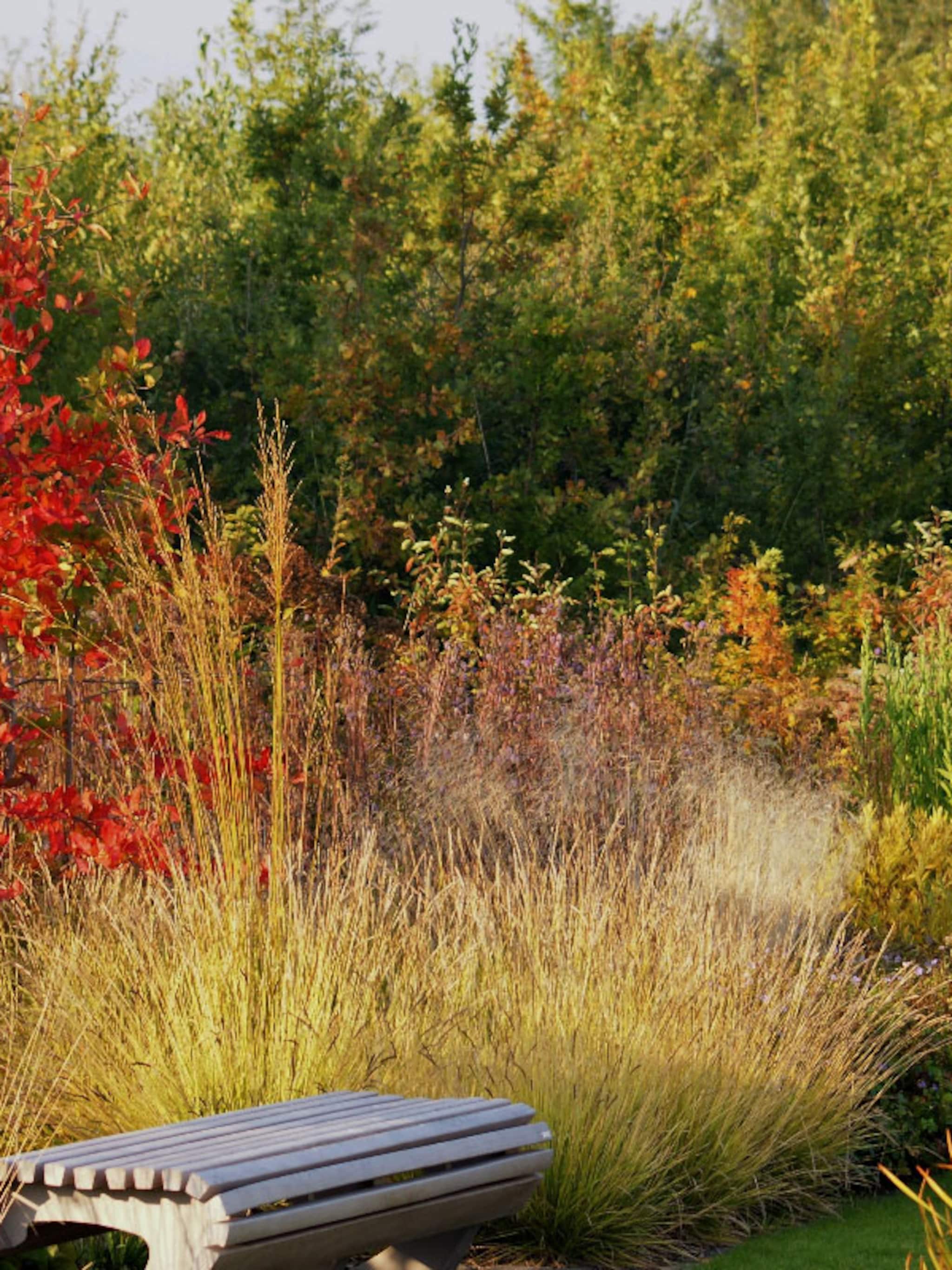 ultieme tuininspiratie siergras en prairieplanten in vlinderhof